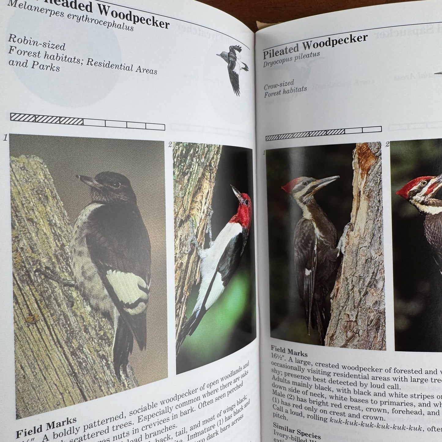An Audubon Handbook of Eastern Birds, 1988 Field Guide to 460 Species - Pretty Old Books