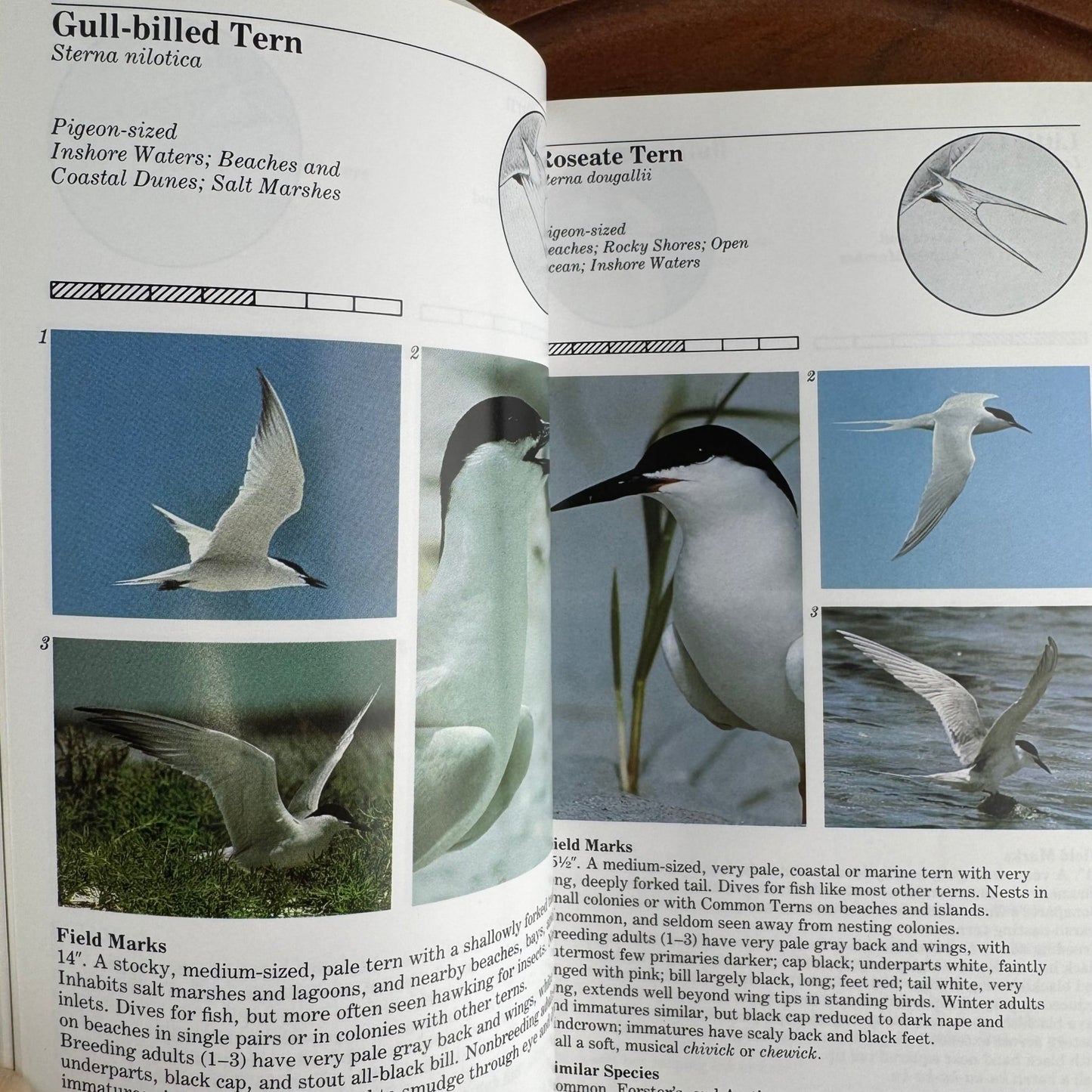 An Audubon Handbook of Eastern Birds, 1988 Field Guide to 460 Species - Pretty Old Books