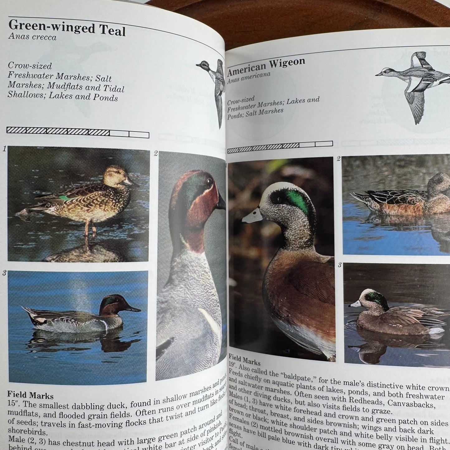 An Audubon Handbook of Eastern Birds, 1988 Field Guide to 460 Species - Pretty Old Books
