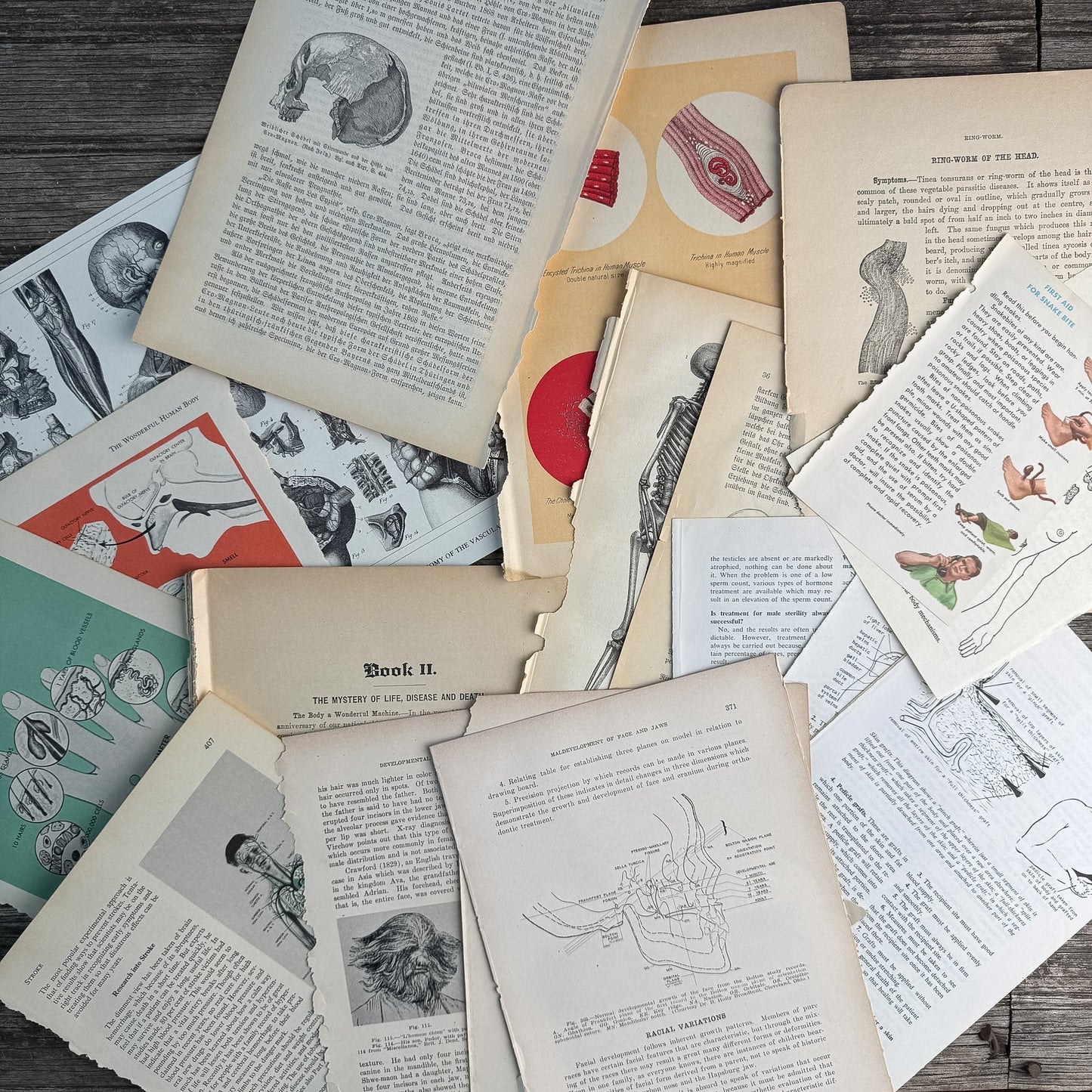 Anatomy and Medicine Book Paperie for Crafting, Junk Journal Supplies, Antique and Vintage Paper Pack - Pretty Old Books