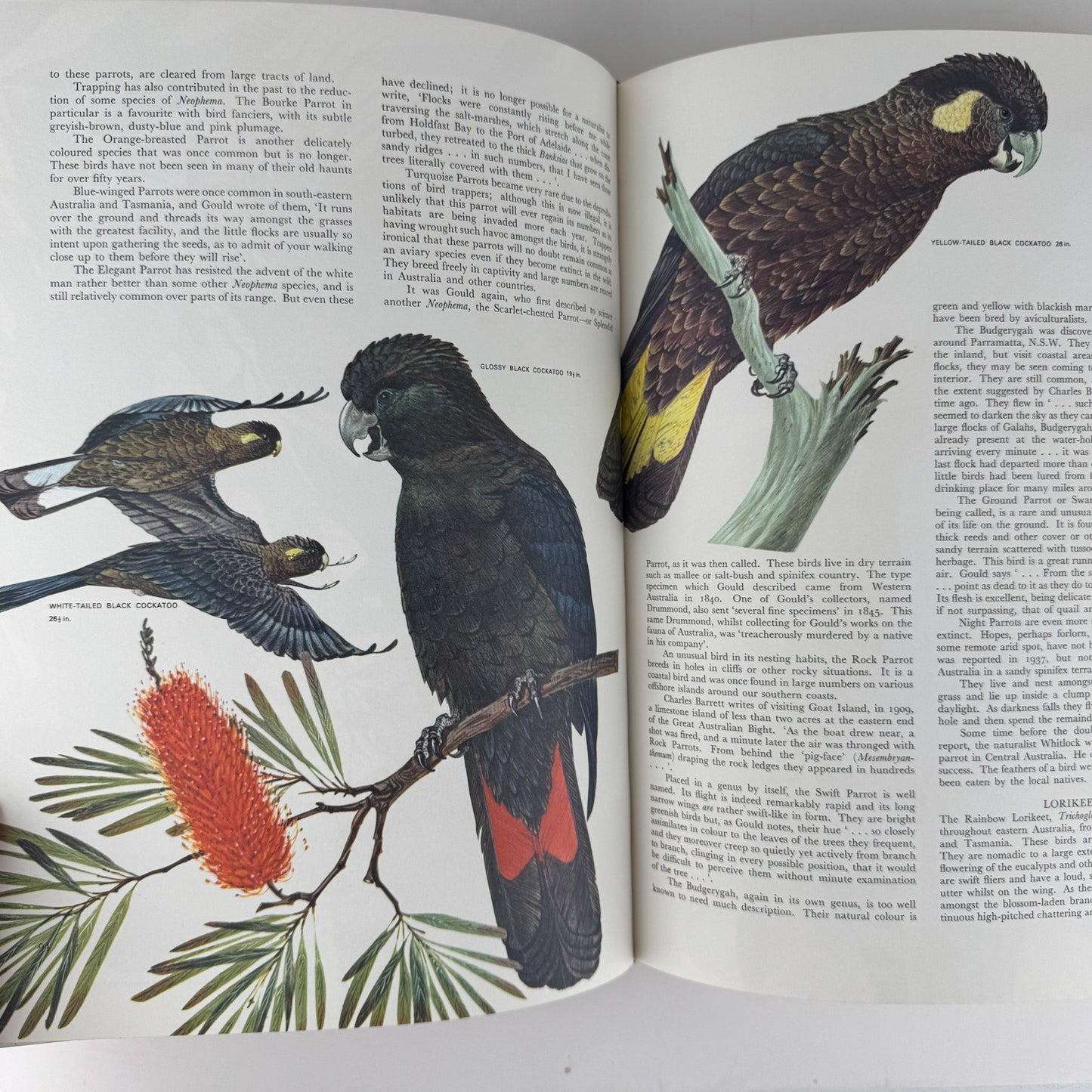 Australian Birds, Robin Hill, 1967, Oversized Illustrated Bird Book - Pretty Old Books