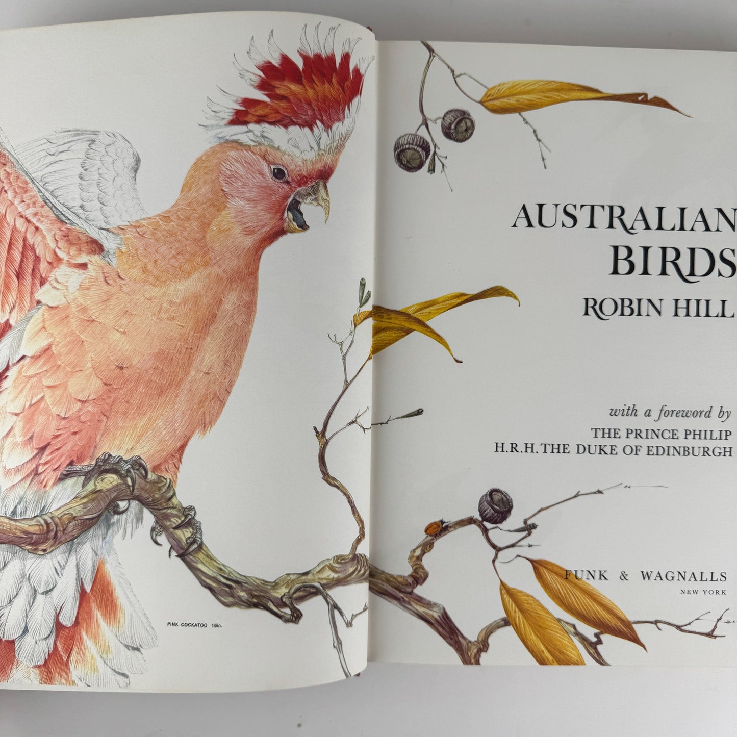 Australian Birds, Robin Hill, 1967, Oversized Illustrated Bird Book - Pretty Old Books