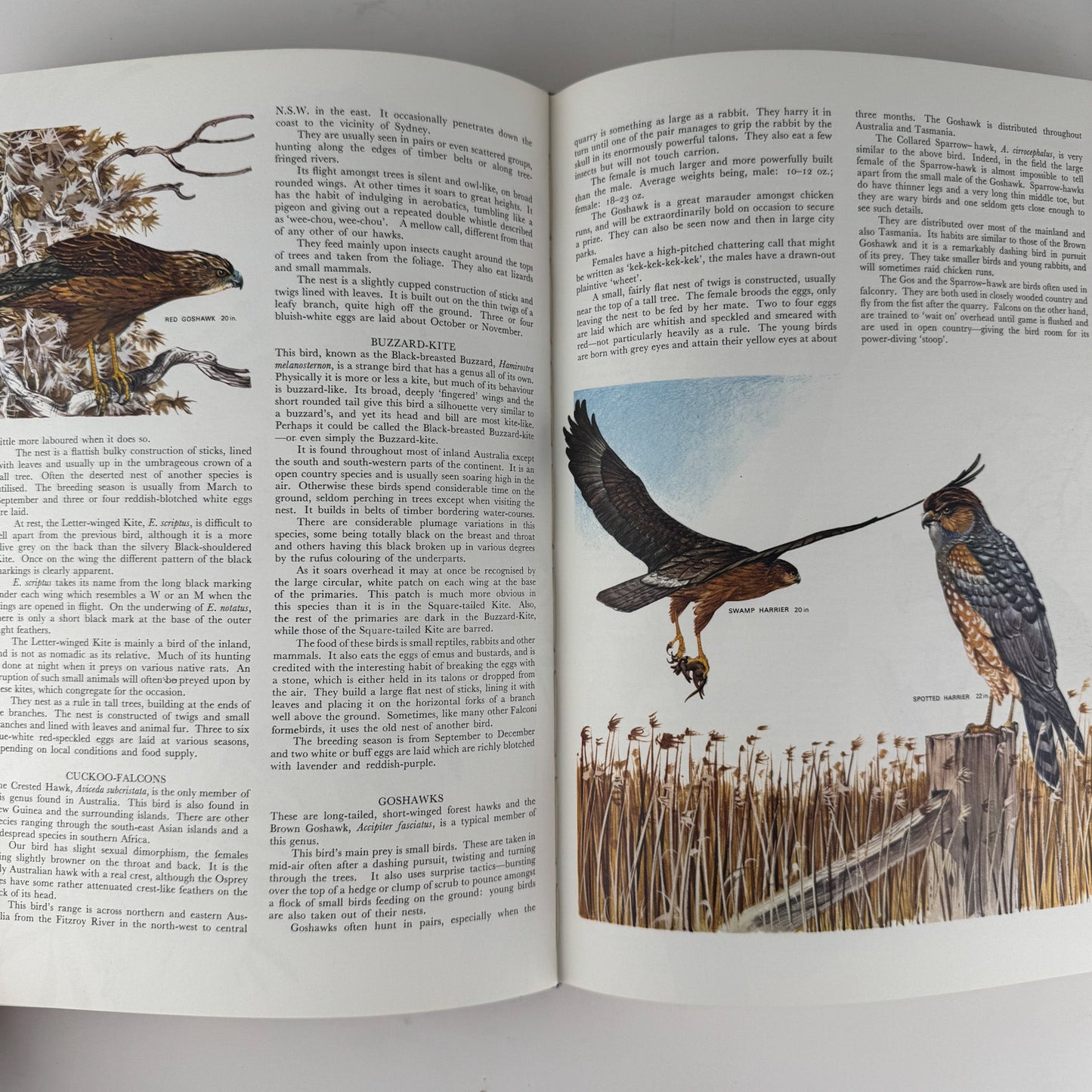 Australian Birds, Robin Hill, 1967, Oversized Illustrated Bird Book - Pretty Old Books