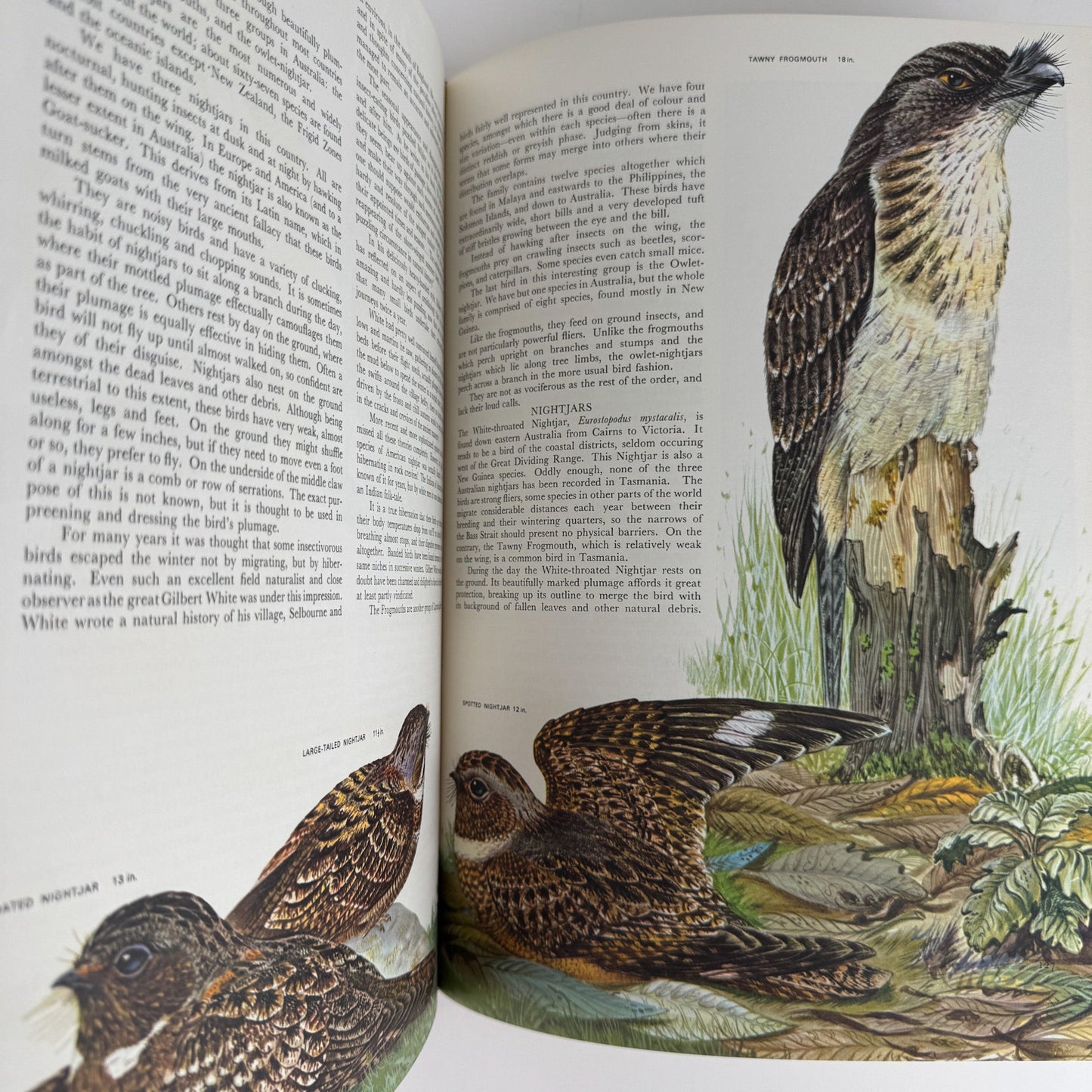 Australian Birds, Robin Hill, 1967, Oversized Illustrated Bird Book - Pretty Old Books