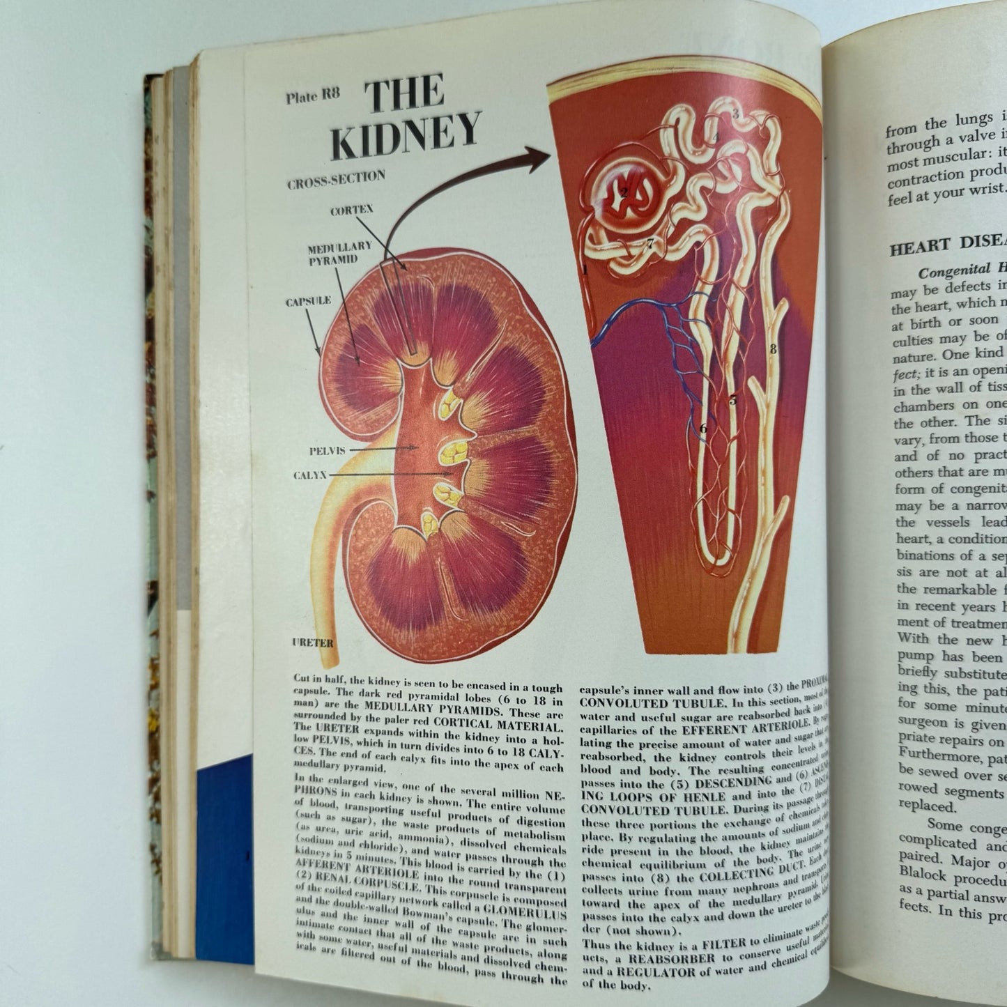 Better Living Encyclopedia, Family Health, Illustrated Anatomy, Weight, Mental Health, Pregnancy, 1963 - Pretty Old Books