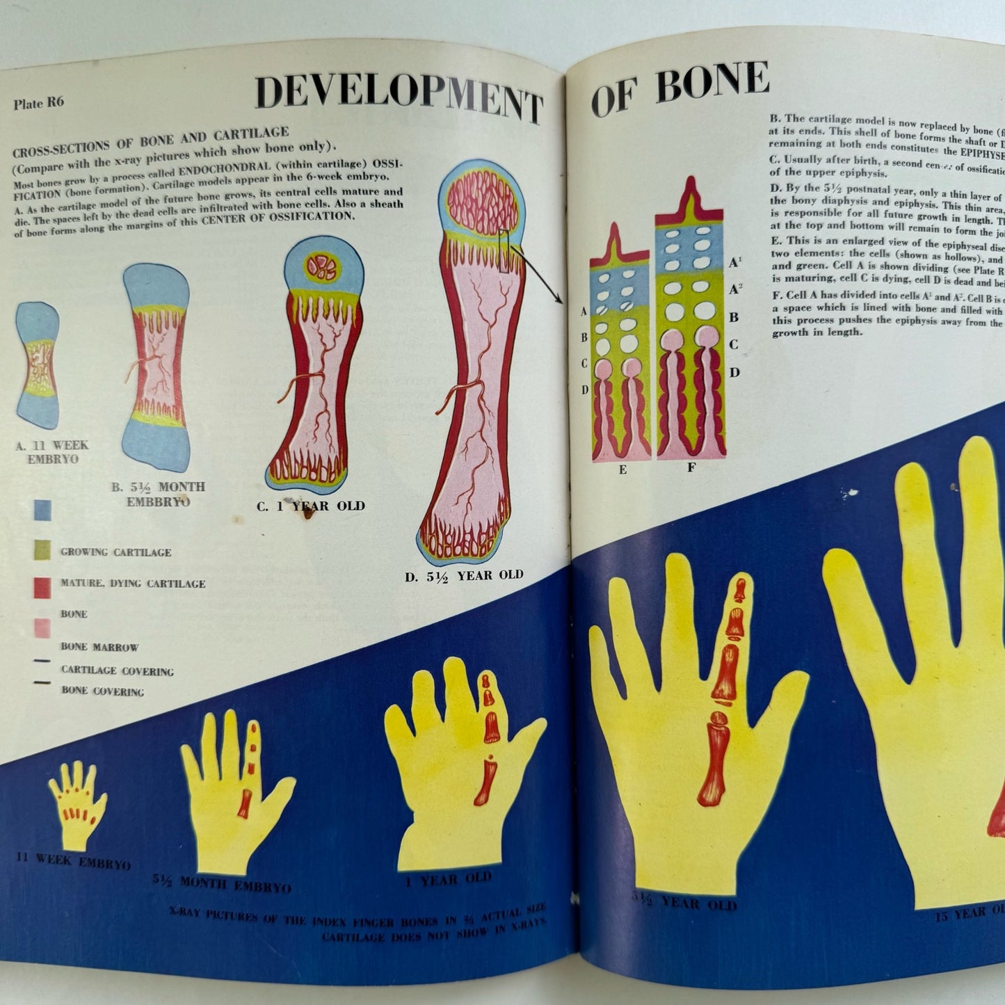 Better Living Encyclopedia, Family Health, Illustrated Anatomy, Weight, Mental Health, Pregnancy, 1963 - Pretty Old Books