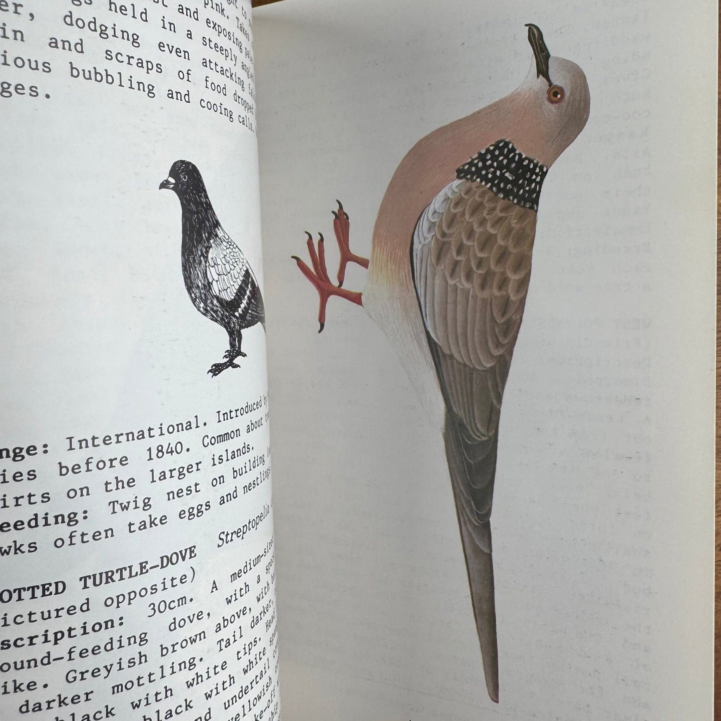 Birds of the Fiji Bush, Vintage 1984 Illustrated Field Guide Paperback - Pretty Old Books