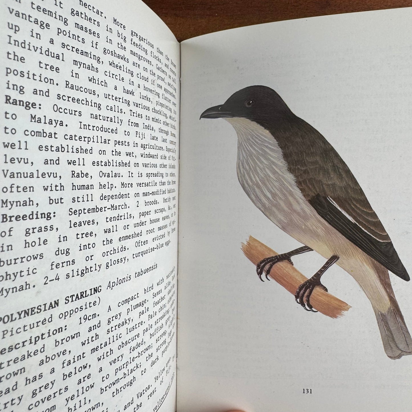 Birds of the Fiji Bush, Vintage 1984 Illustrated Field Guide Paperback - Pretty Old Books