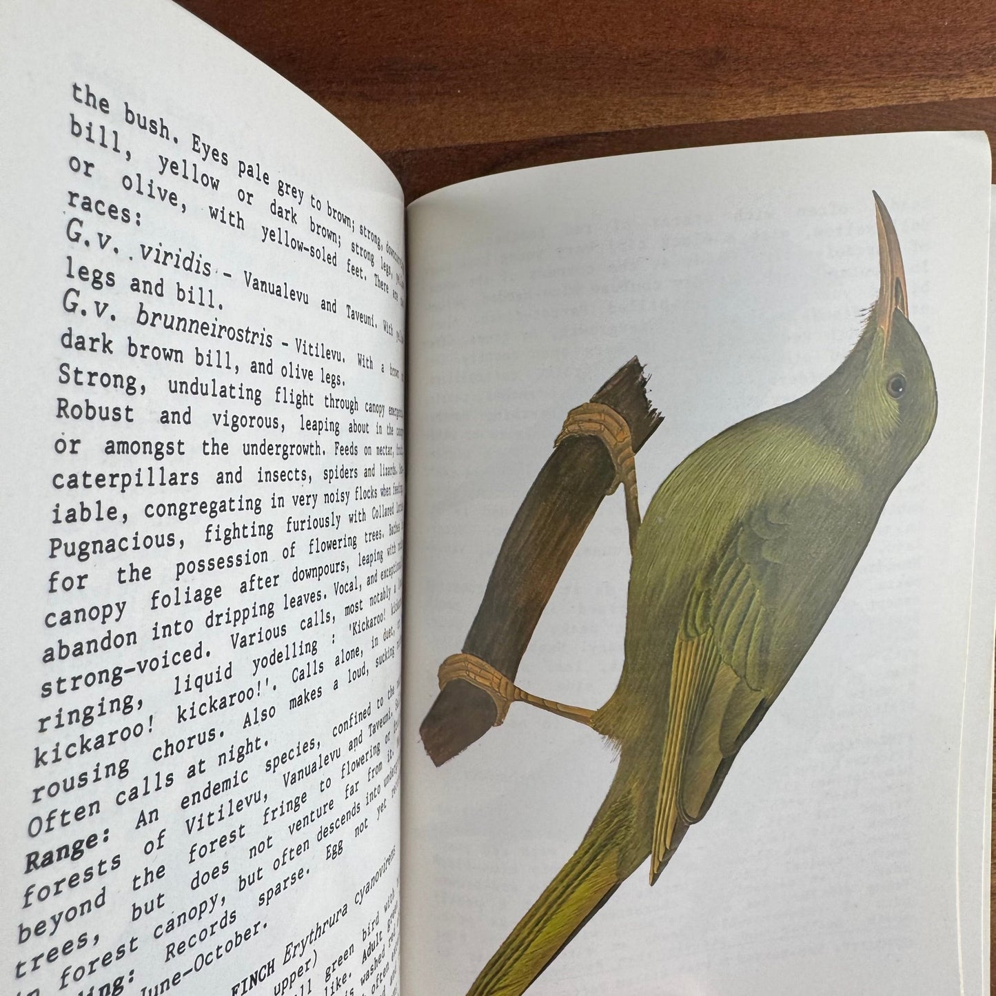 Birds of the Fiji Bush, Vintage 1984 Illustrated Field Guide Paperback - Pretty Old Books