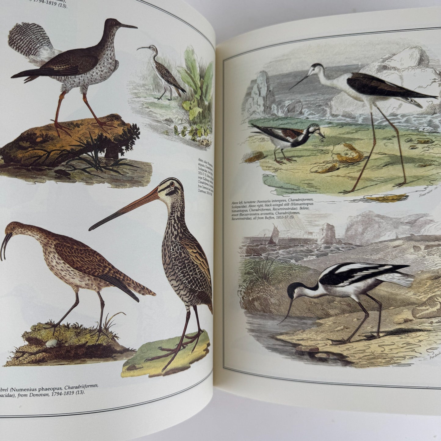 Birds of the World As Painted by 19th Century Artists, Hiroshi Aramata, 1989 - Pretty Old Books