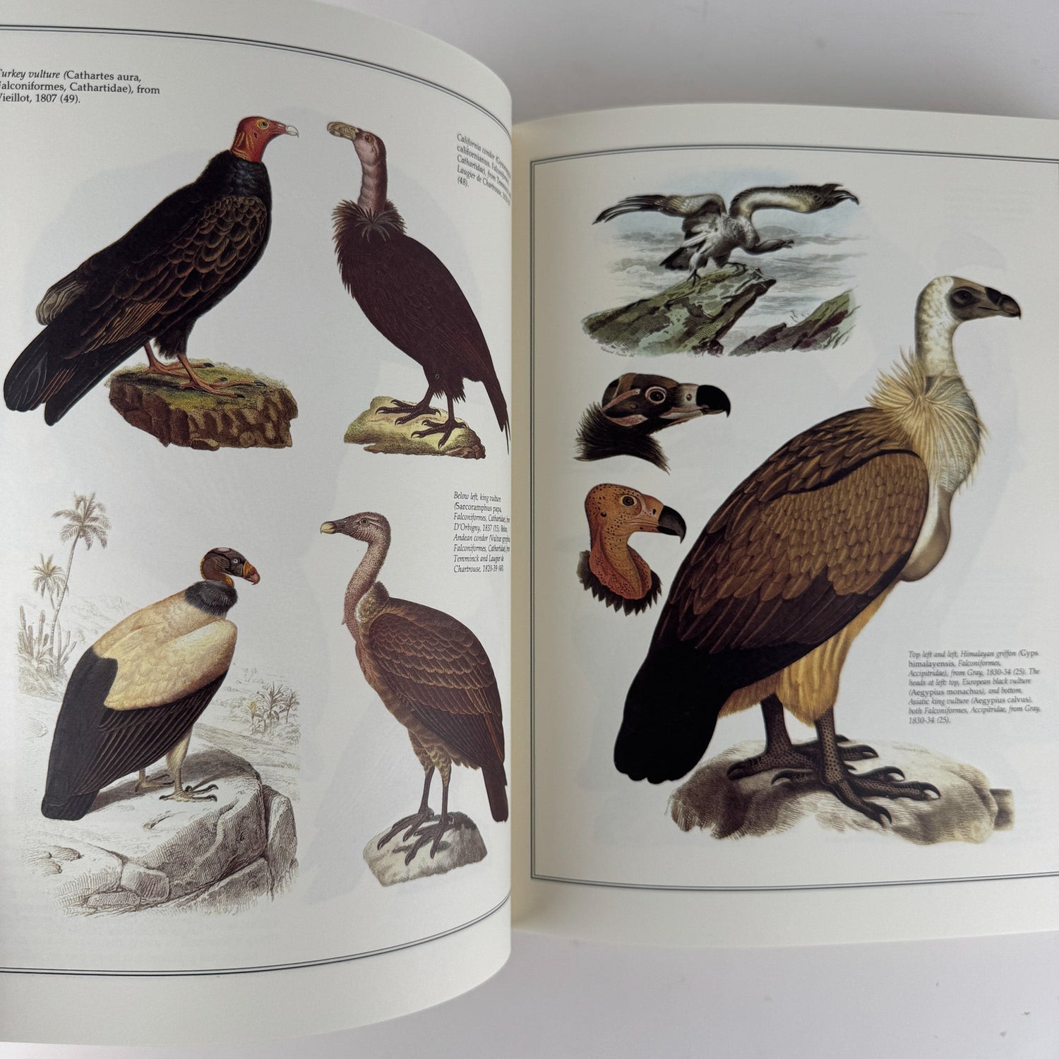 Birds of the World As Painted by 19th Century Artists, Hiroshi Aramata, 1989 - Pretty Old Books