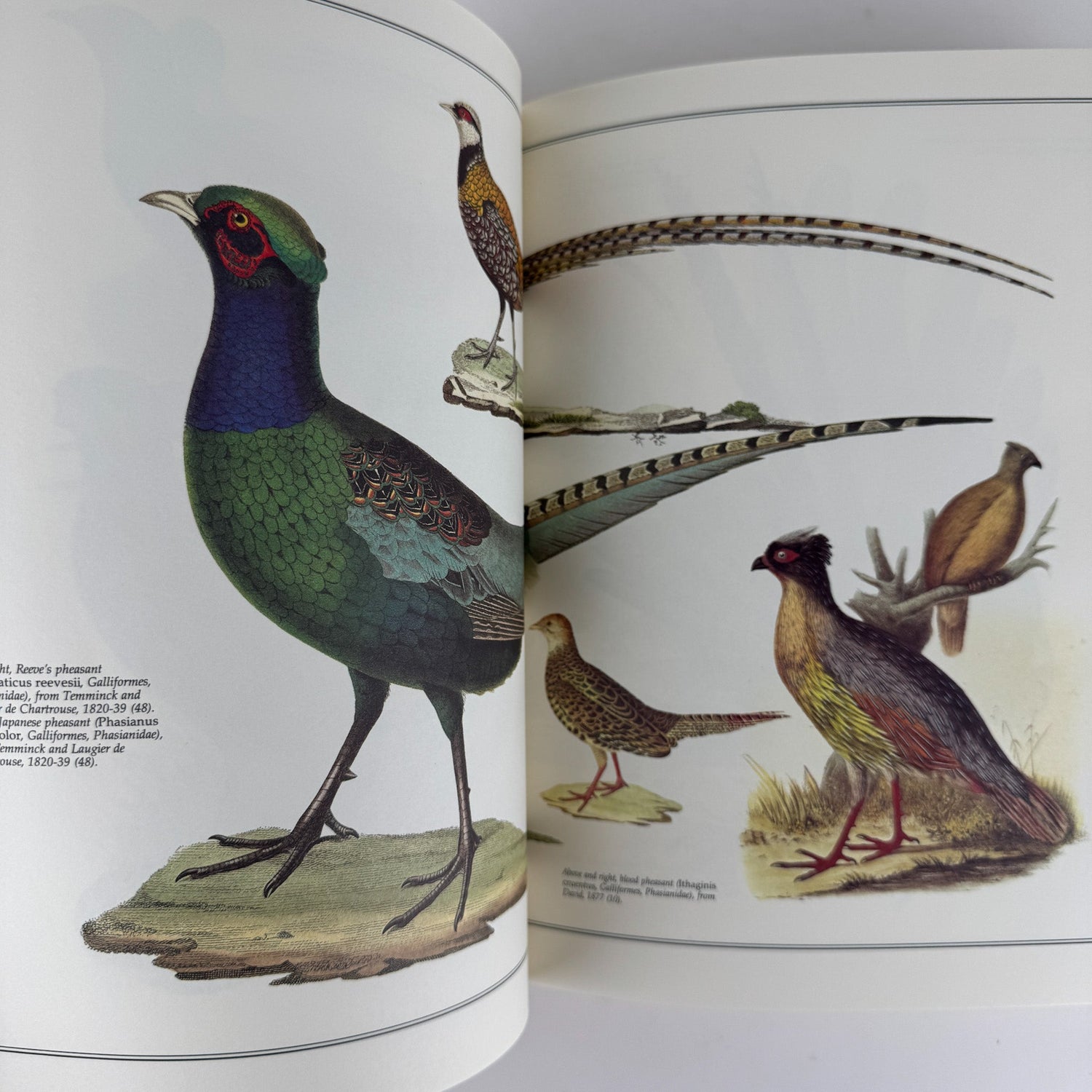 Birds of the World As Painted by 19th Century Artists, Hiroshi Aramata, 1989 - Pretty Old Books