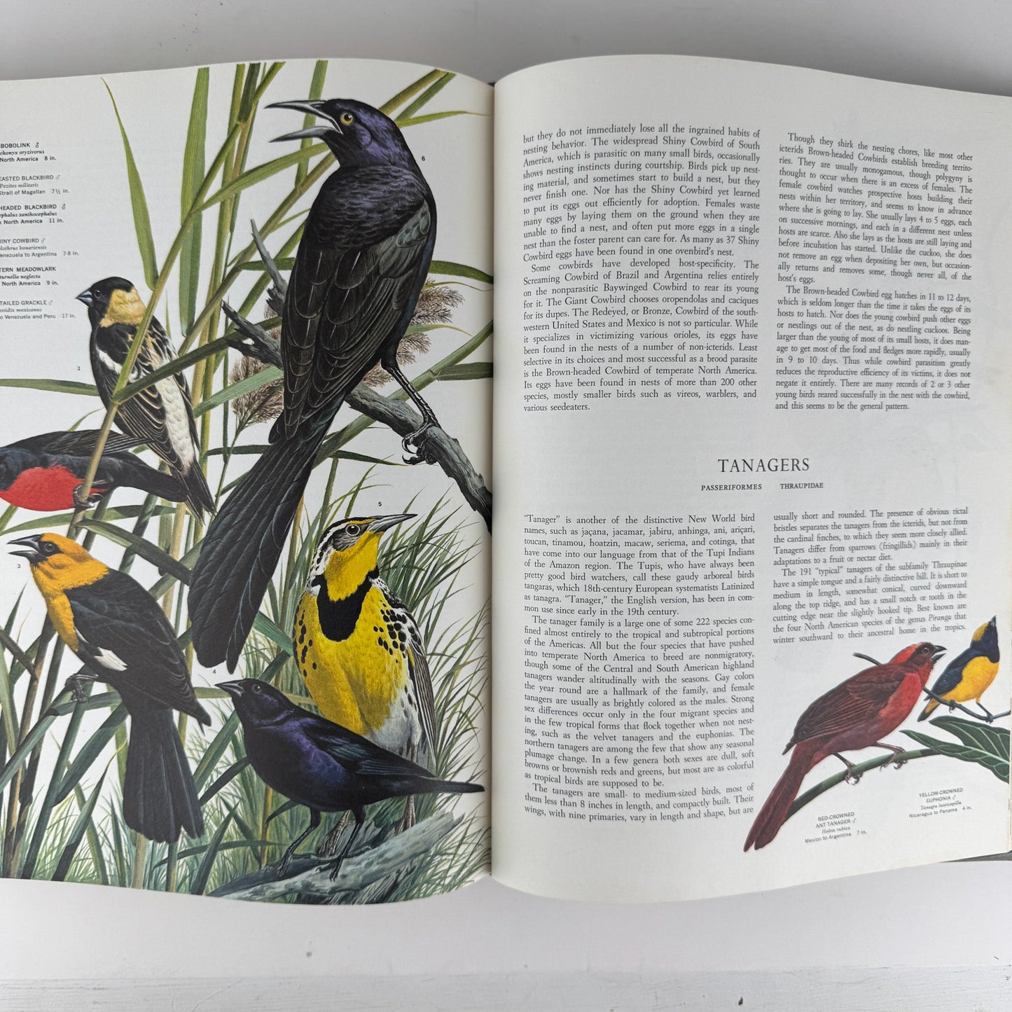Birds of the World, Golden Press Oversized Hardcover 1961 - Pretty Old Books