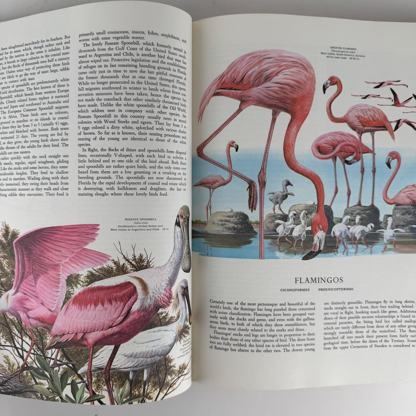 Birds of the World, Golden Press Oversized Hardcover 1961 - Pretty Old Books