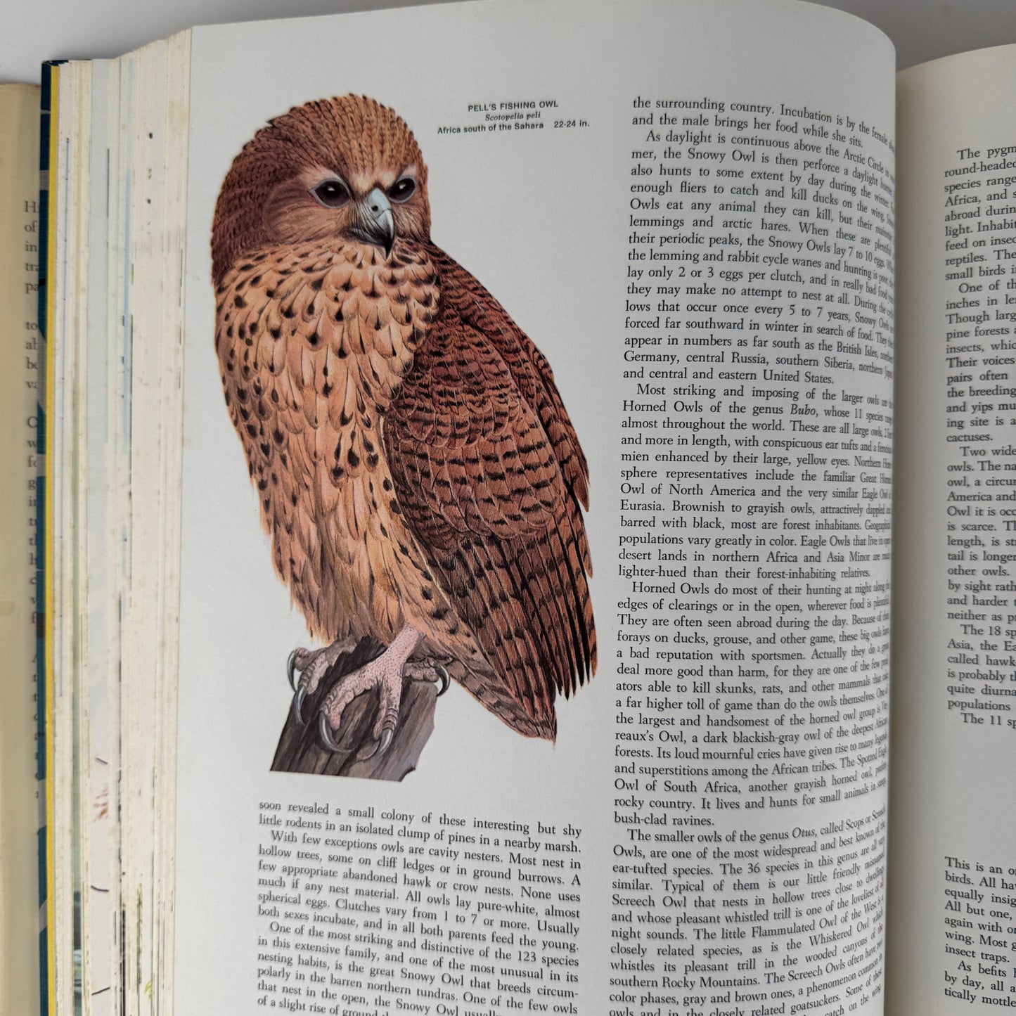 Birds of the World, Golden Press Oversized Hardcover 1961 - Pretty Old Books