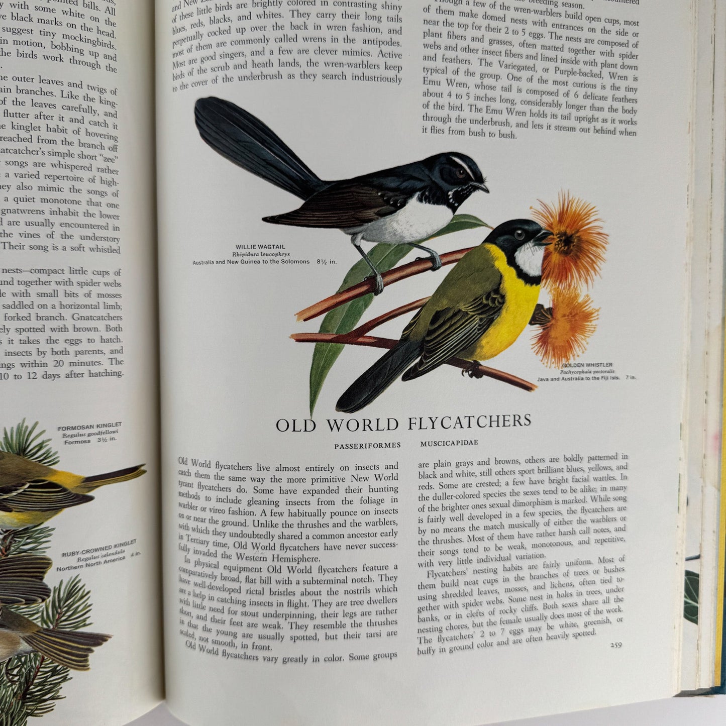 Birds of the World, Golden Press Oversized Hardcover 1961 - Pretty Old Books