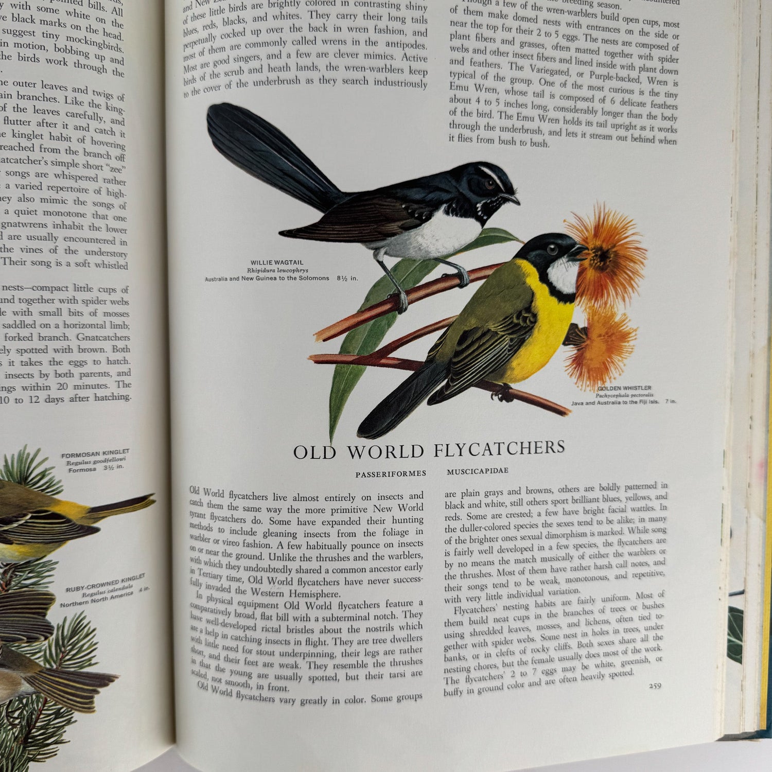 Birds of the World, Golden Press Oversized Hardcover 1961 - Pretty Old Books