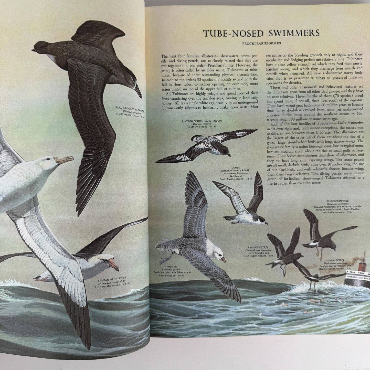 Birds of the World, Golden Press Oversized Hardcover 1961 - Pretty Old Books