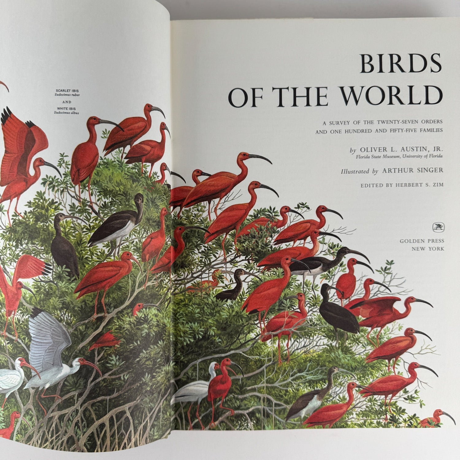 Birds of the World, Golden Press Oversized Hardcover 1961 - Pretty Old Books