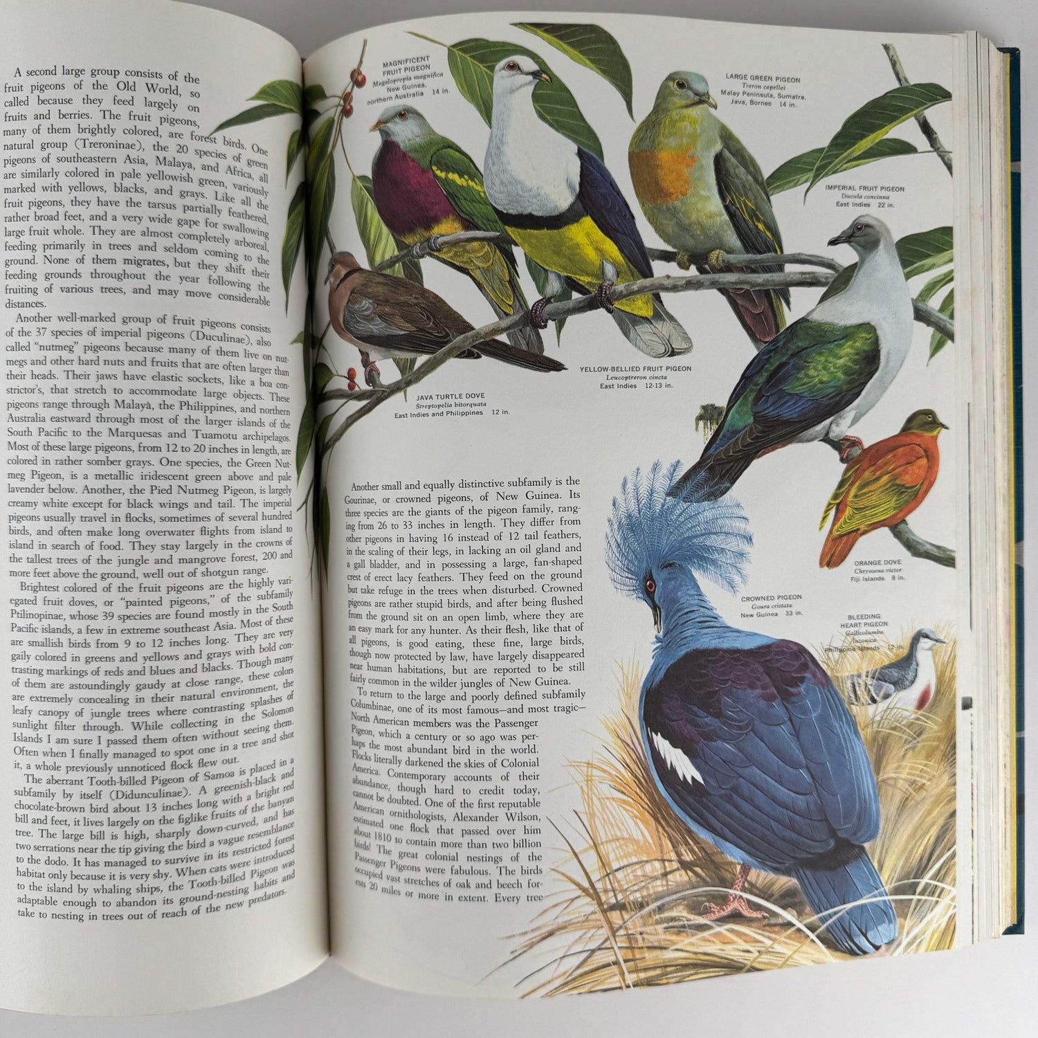 Birds of the World, Golden Press Oversized Hardcover 1961 - Pretty Old Books