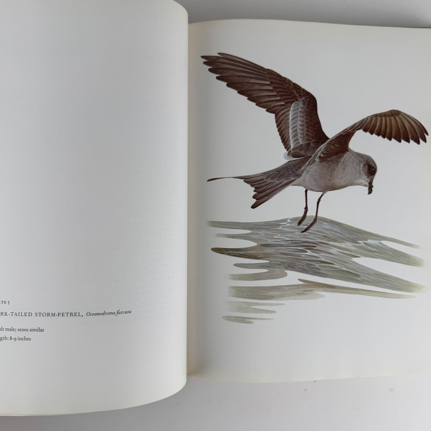 Birds of Western North America, 1974, 1st Edition, Stunning Full - Page Paintings - Pretty Old Books