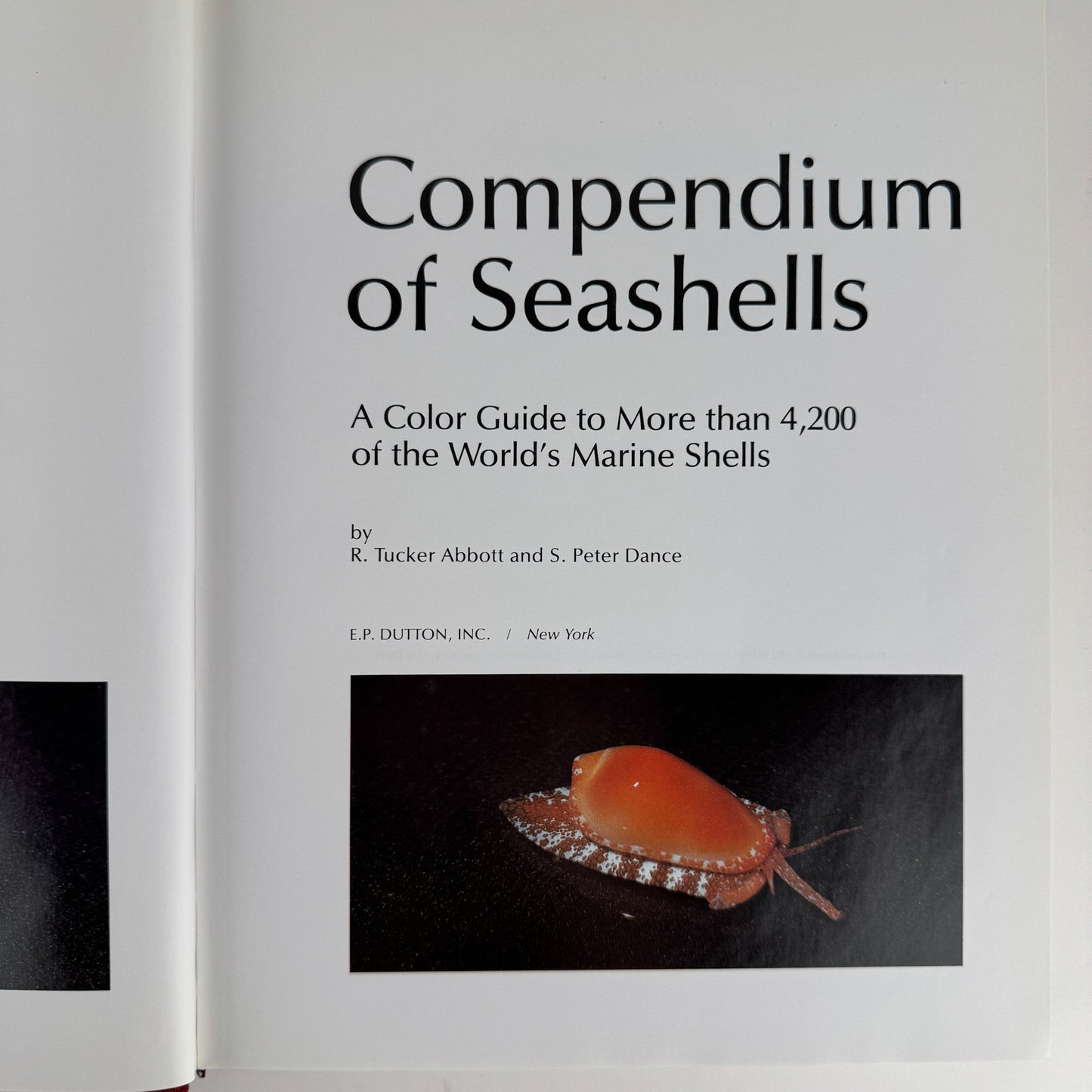 Compendium of Seashells, 1982 First Edition, Hardcover with DJ, Abbott & Dance - Pretty Old Books