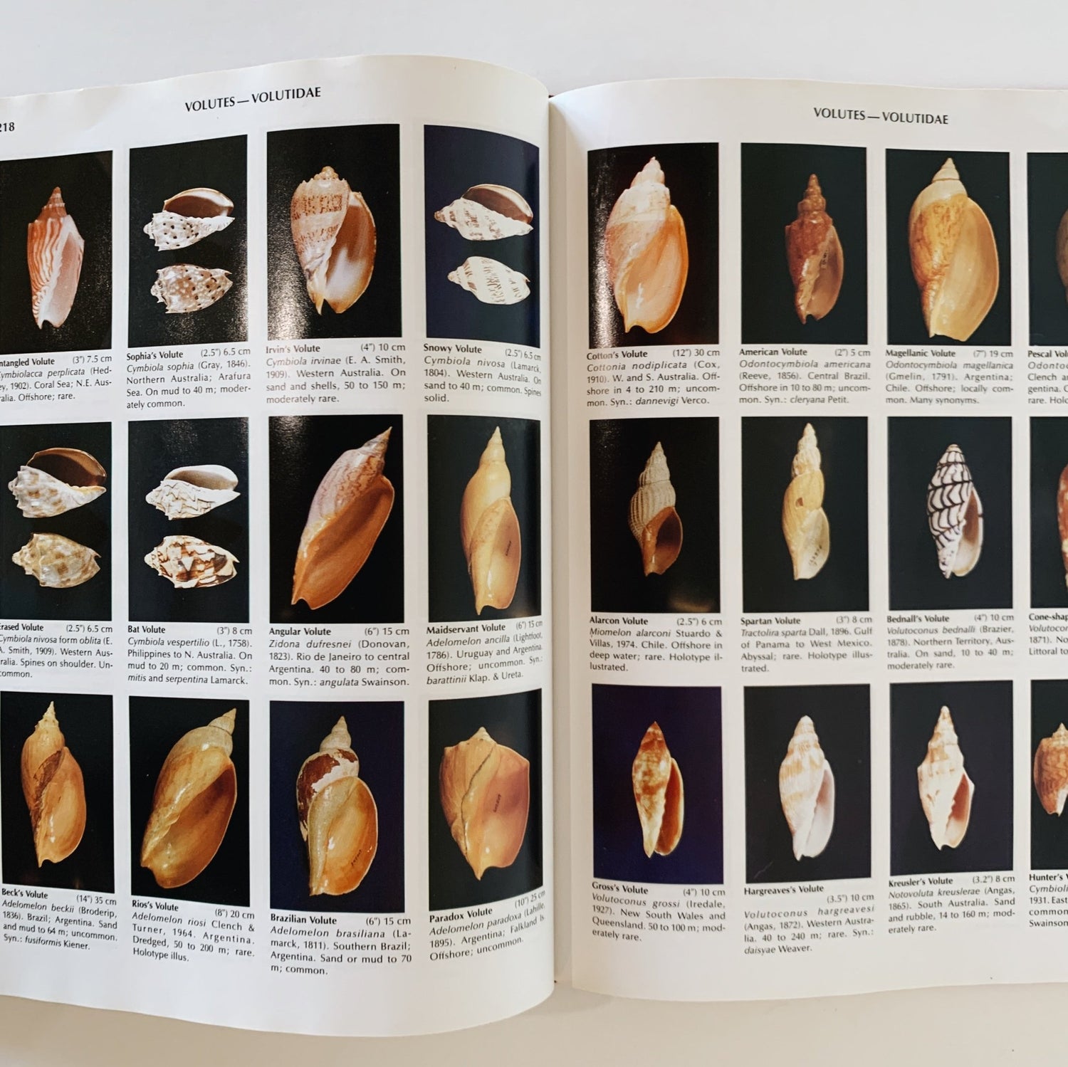 Compendium of Seashells, 1982 First Edition, Hardcover with DJ, Abbott & Dance - Pretty Old Books