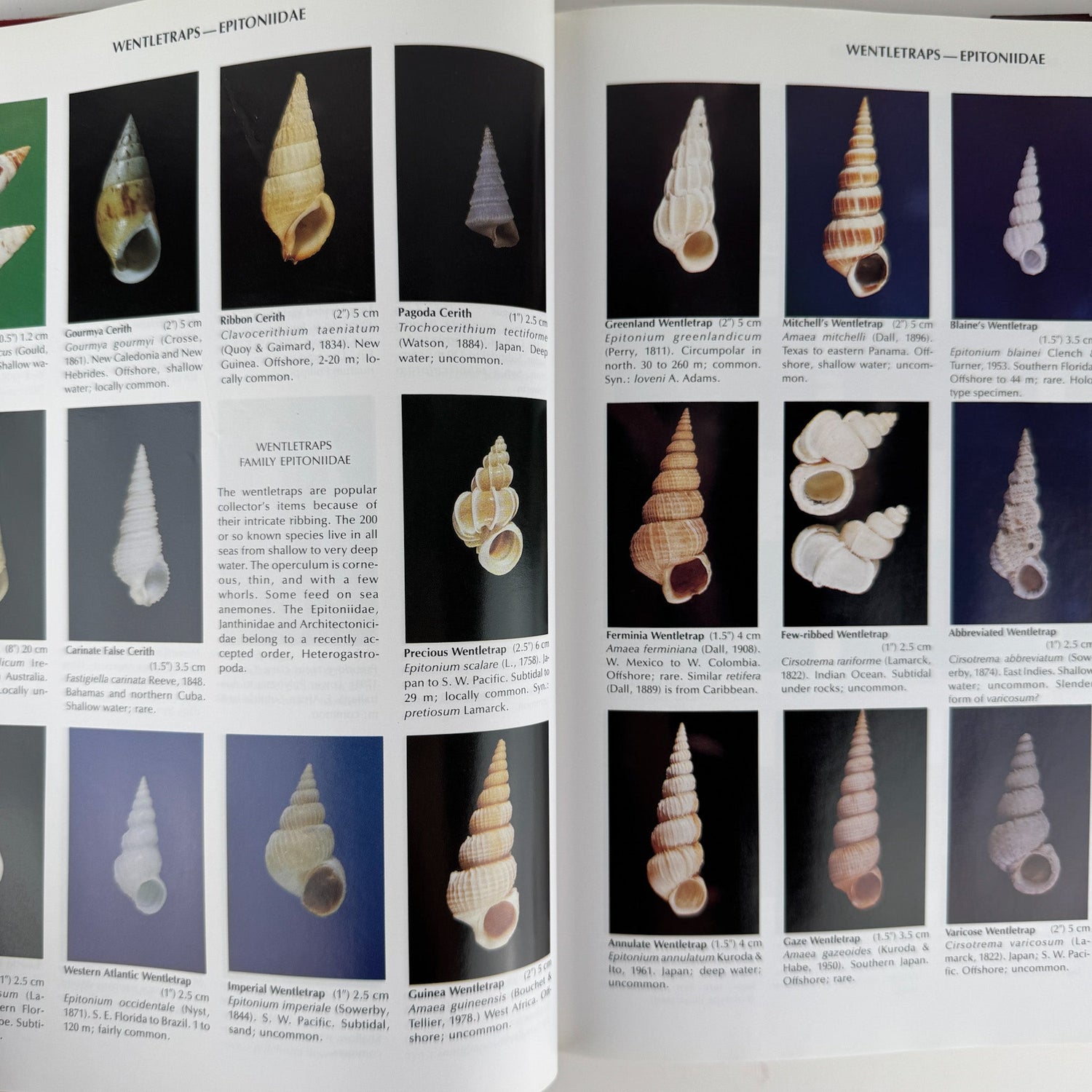 Compendium of Seashells, 1982 First Edition, Hardcover with DJ, Abbott & Dance - Pretty Old Books