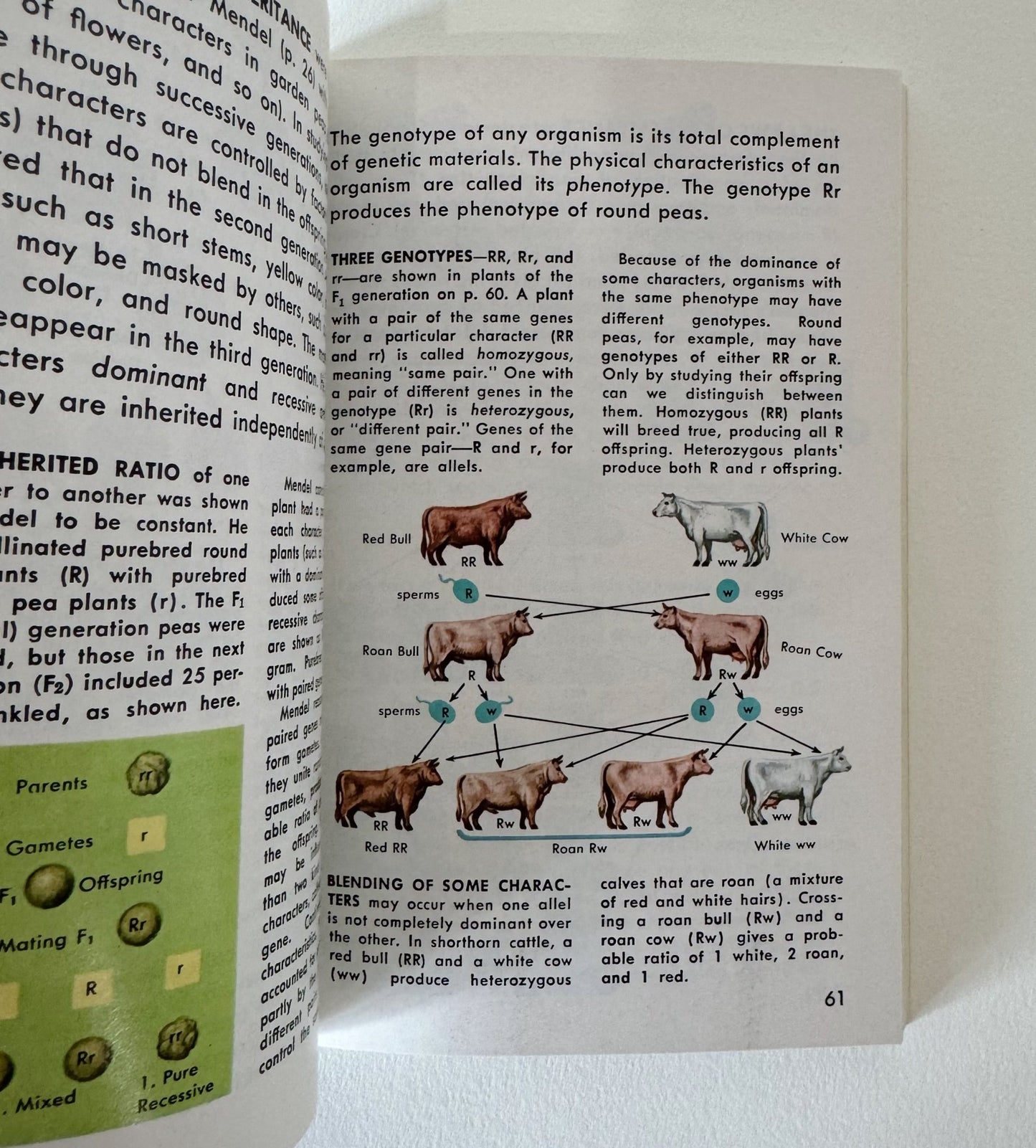 Evolution: A Golden Guide 1974 Paperback Rare - Pretty Old Books
