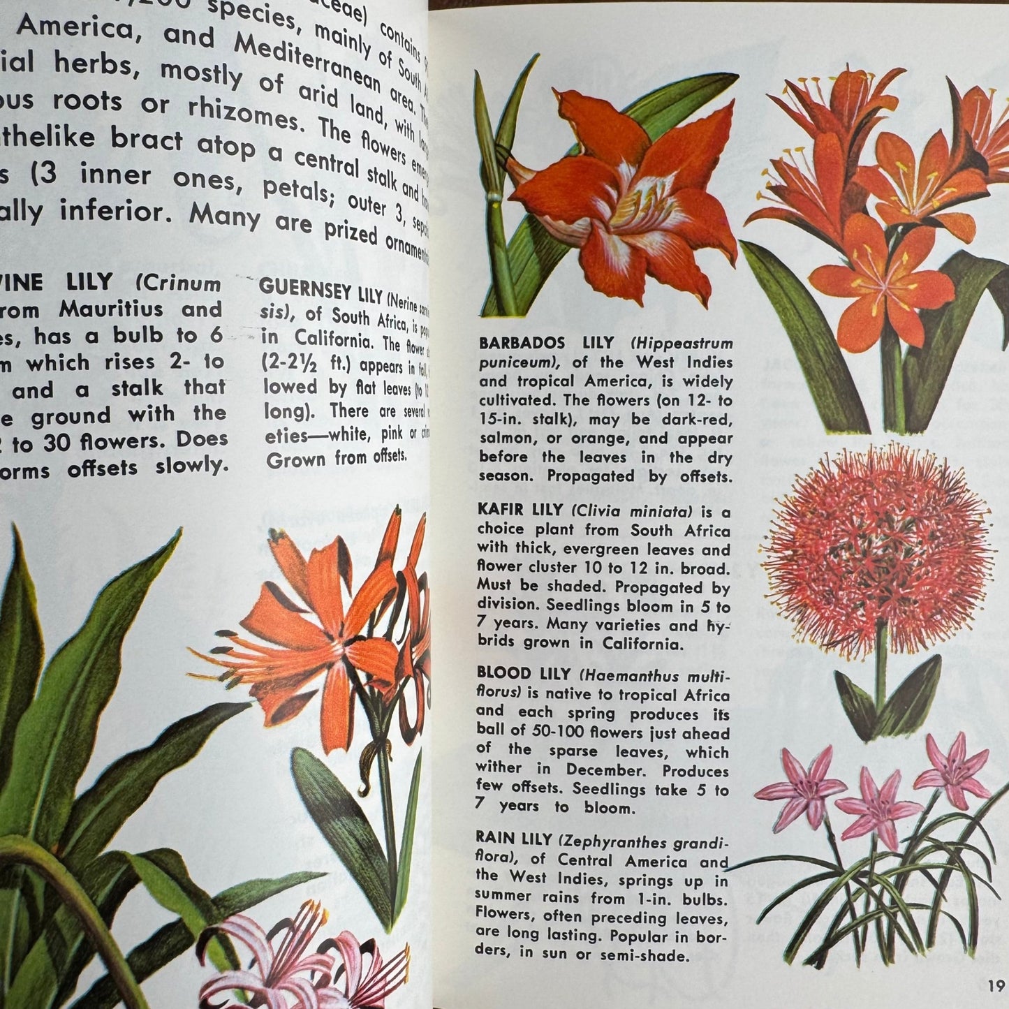 Exotic Plants A Golden Nature Guide Paperback 1971 - Pretty Old Books