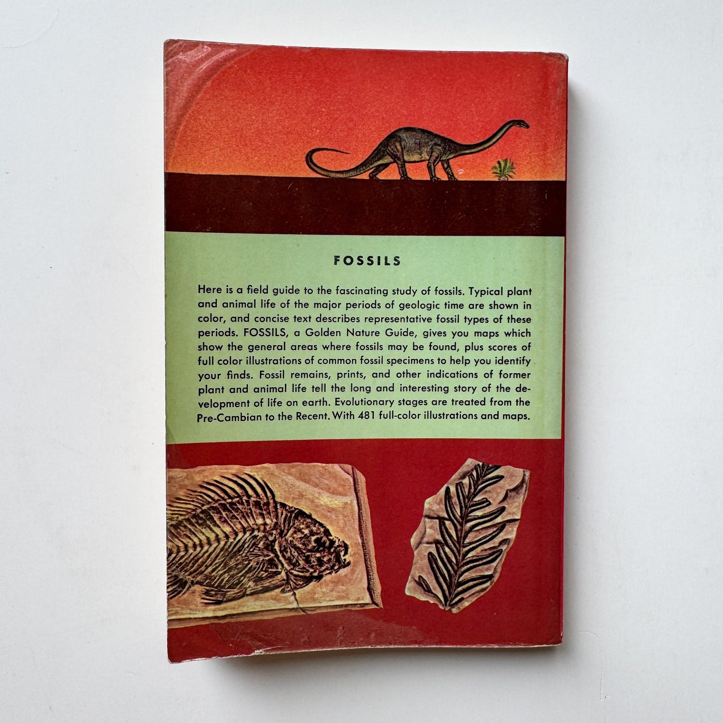Fossils: A Golden Nature Guide, Paperback, 1962 - Pretty Old Books