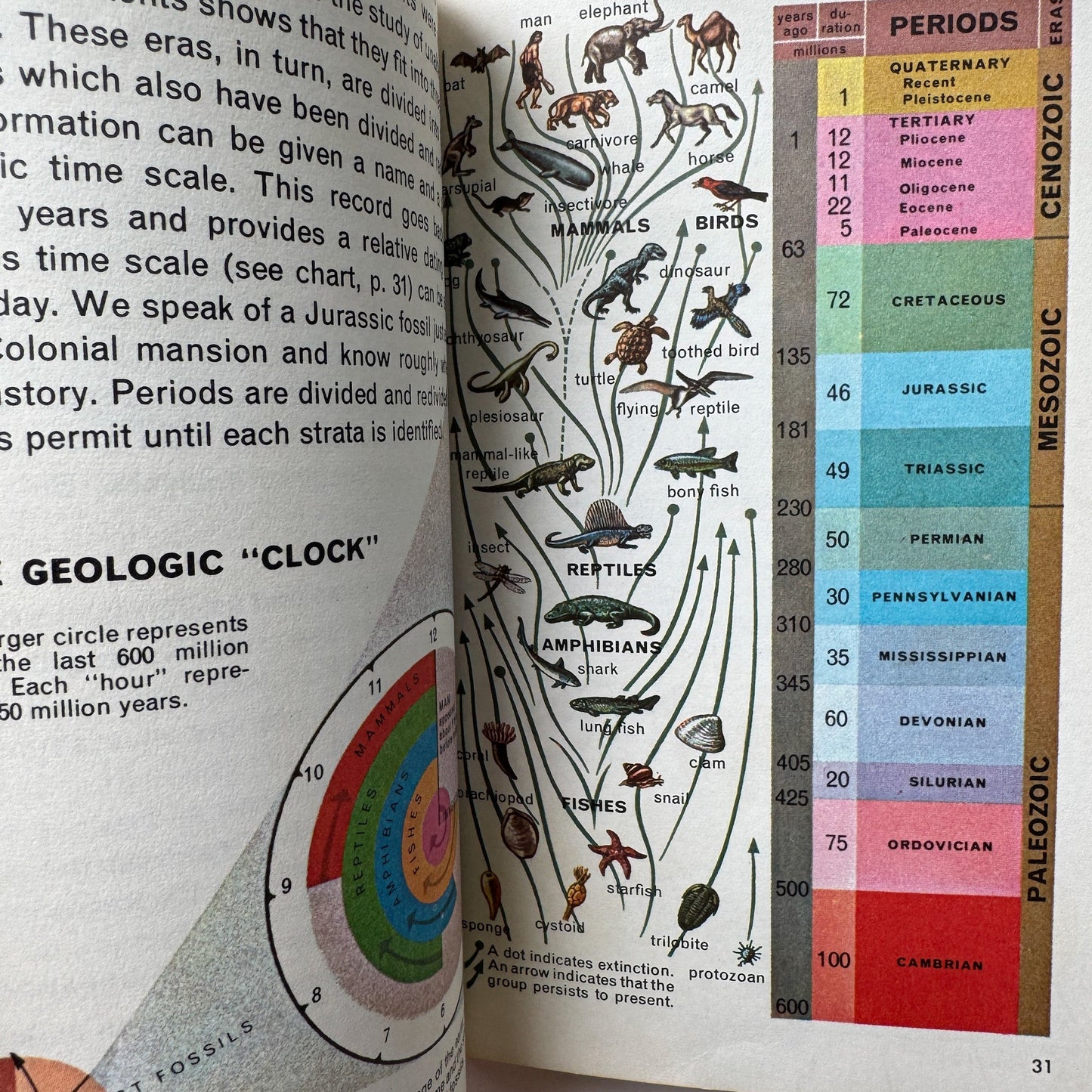 Fossils: A Golden Nature Guide, Paperback, 1962 - Pretty Old Books