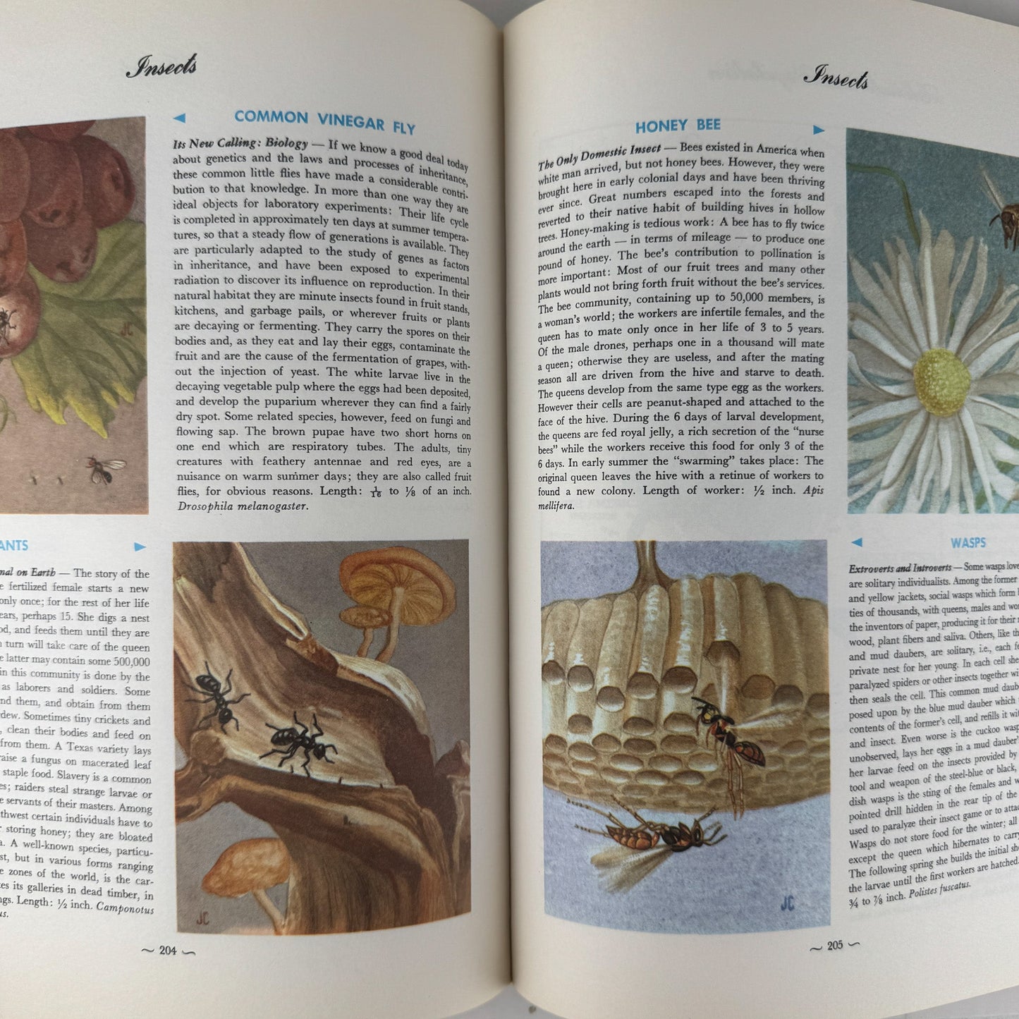 Hammond's Nature Atlas of America, Wildlife Species, 1971, Watercolor Nature Art - Pretty Old Books