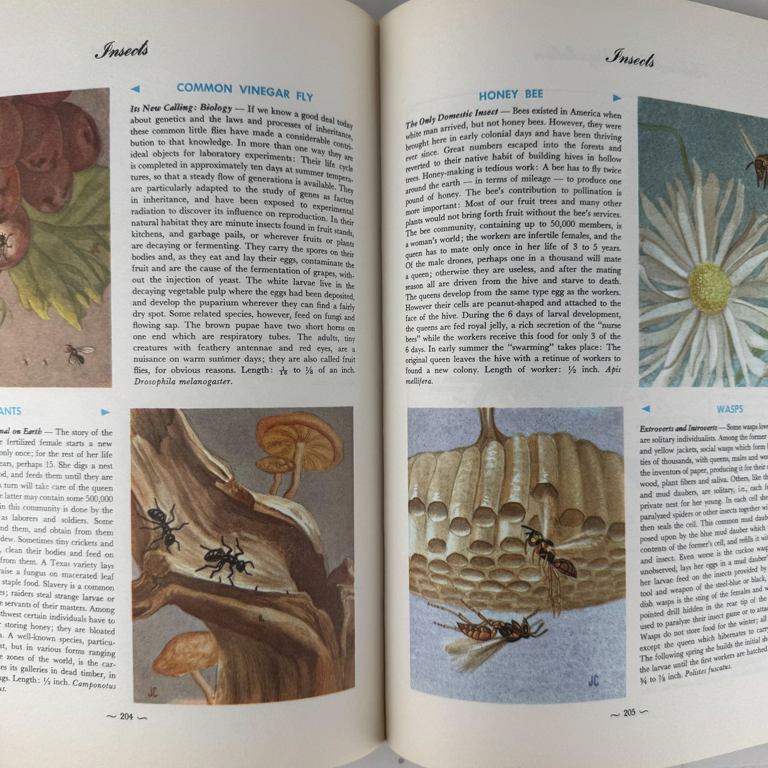 Hammond's Nature Atlas of America, Wildlife Species, 1971, Watercolor Nature Art - Pretty Old Books