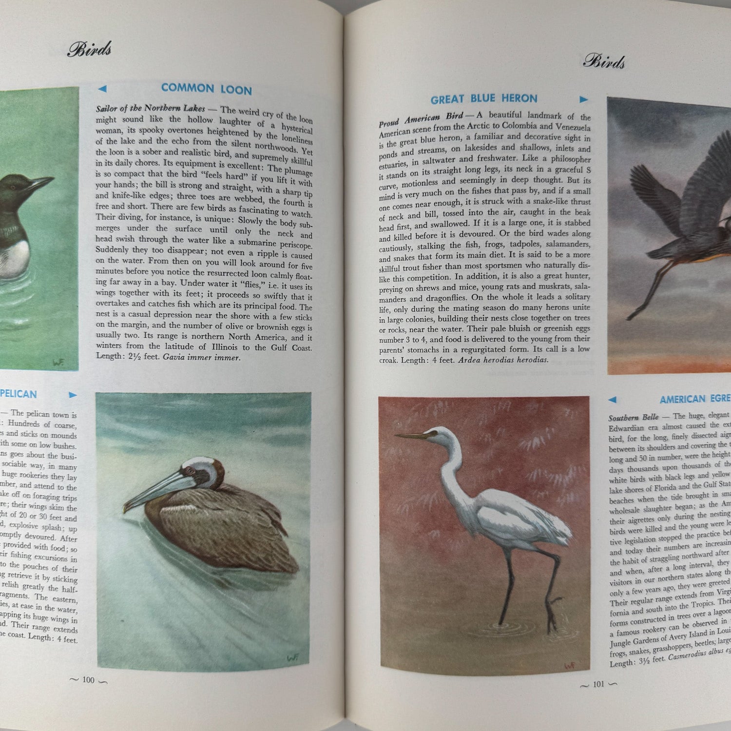 Hammond's Nature Atlas of America, Wildlife Species, 1971, Watercolor Nature Art - Pretty Old Books