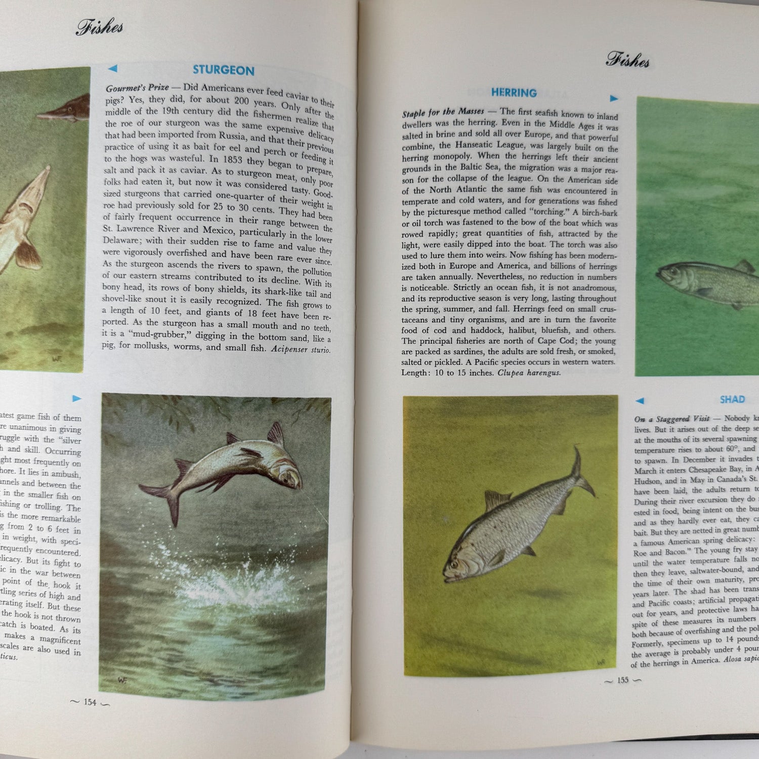Hammond's Nature Atlas of America, Wildlife Species, 1971, Watercolor Nature Art - Pretty Old Books
