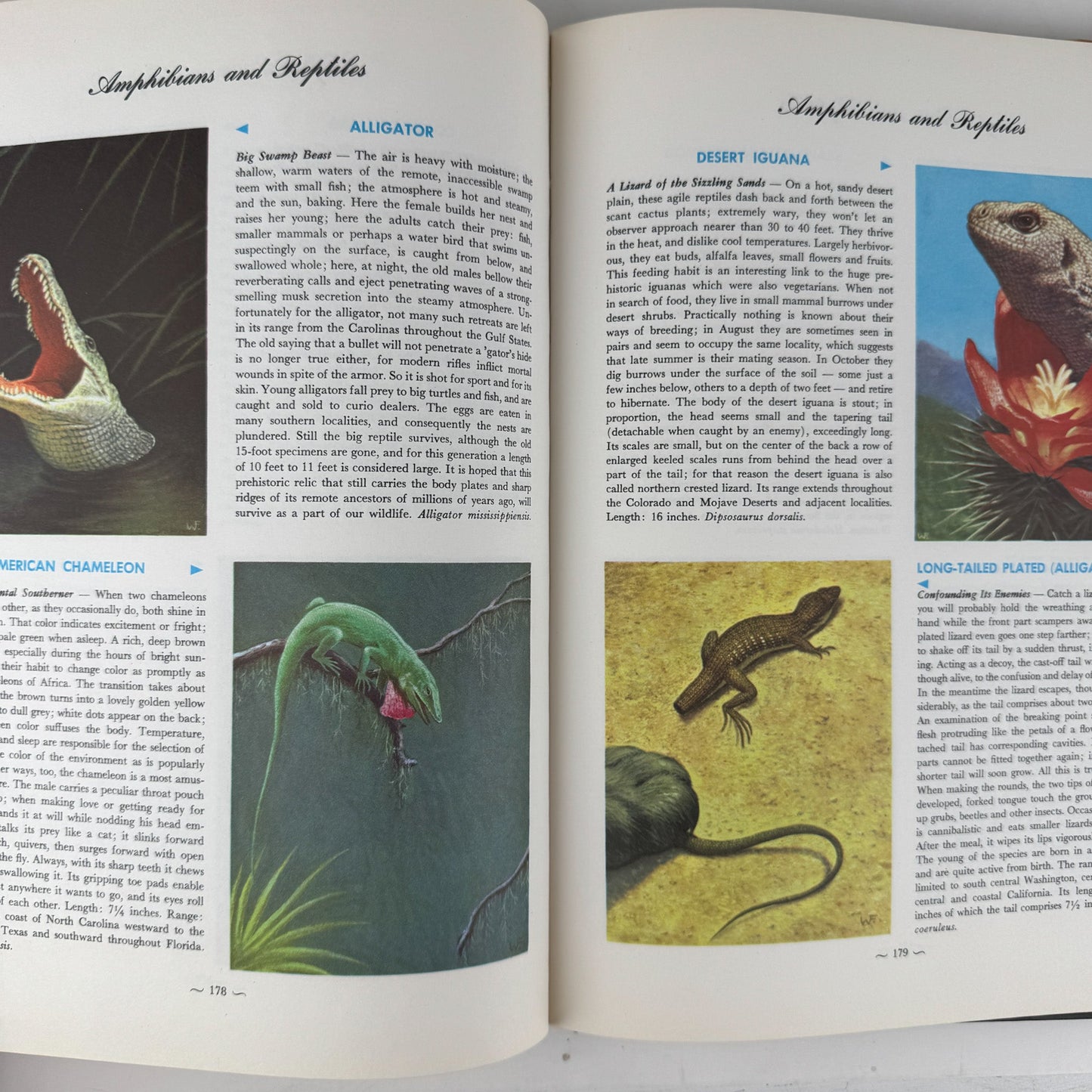 Hammond's Nature Atlas of America, Wildlife Species, 1971, Watercolor Nature Art - Pretty Old Books