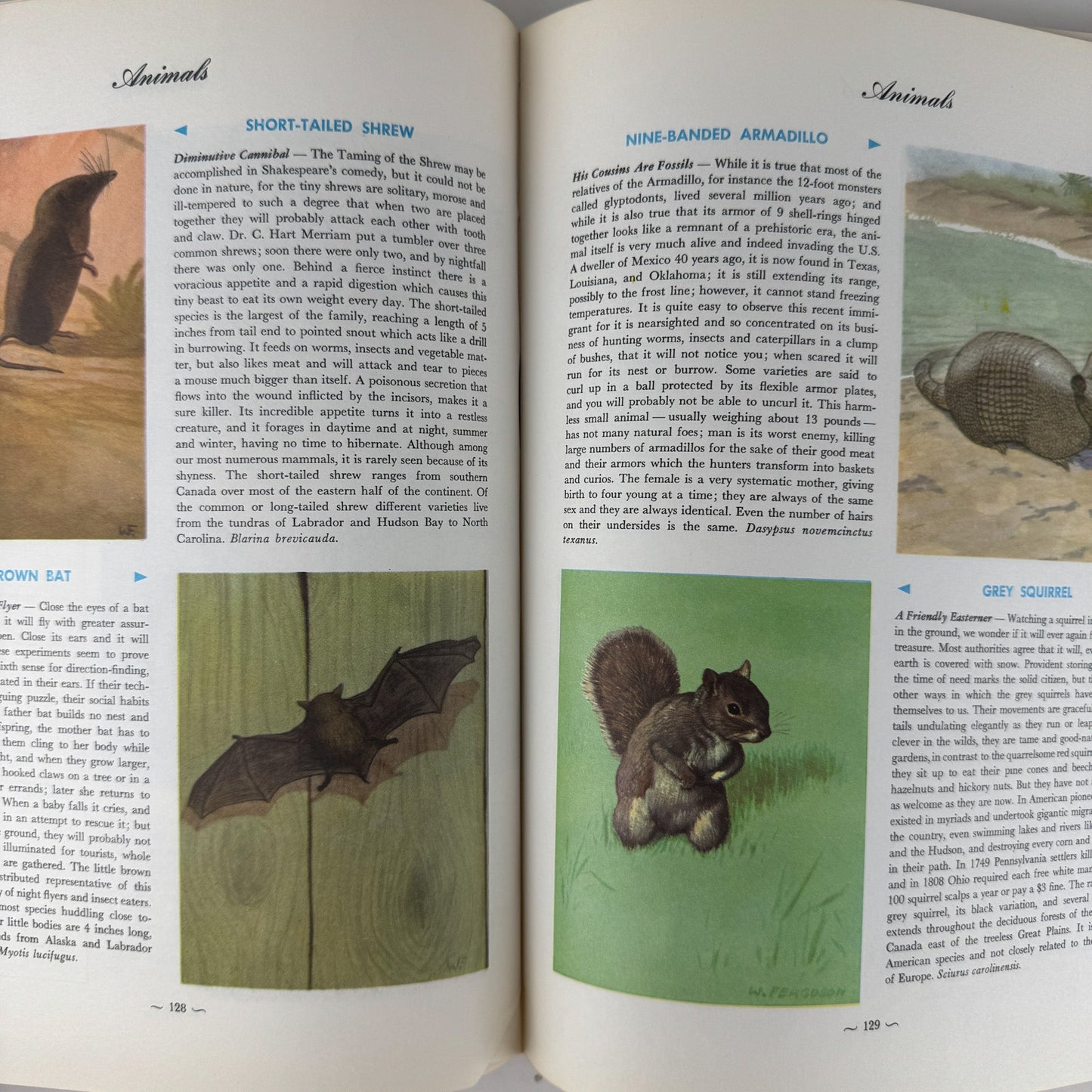 Hammond's Nature Atlas of America, Wildlife Species, 1971, Watercolor Nature Art - Pretty Old Books