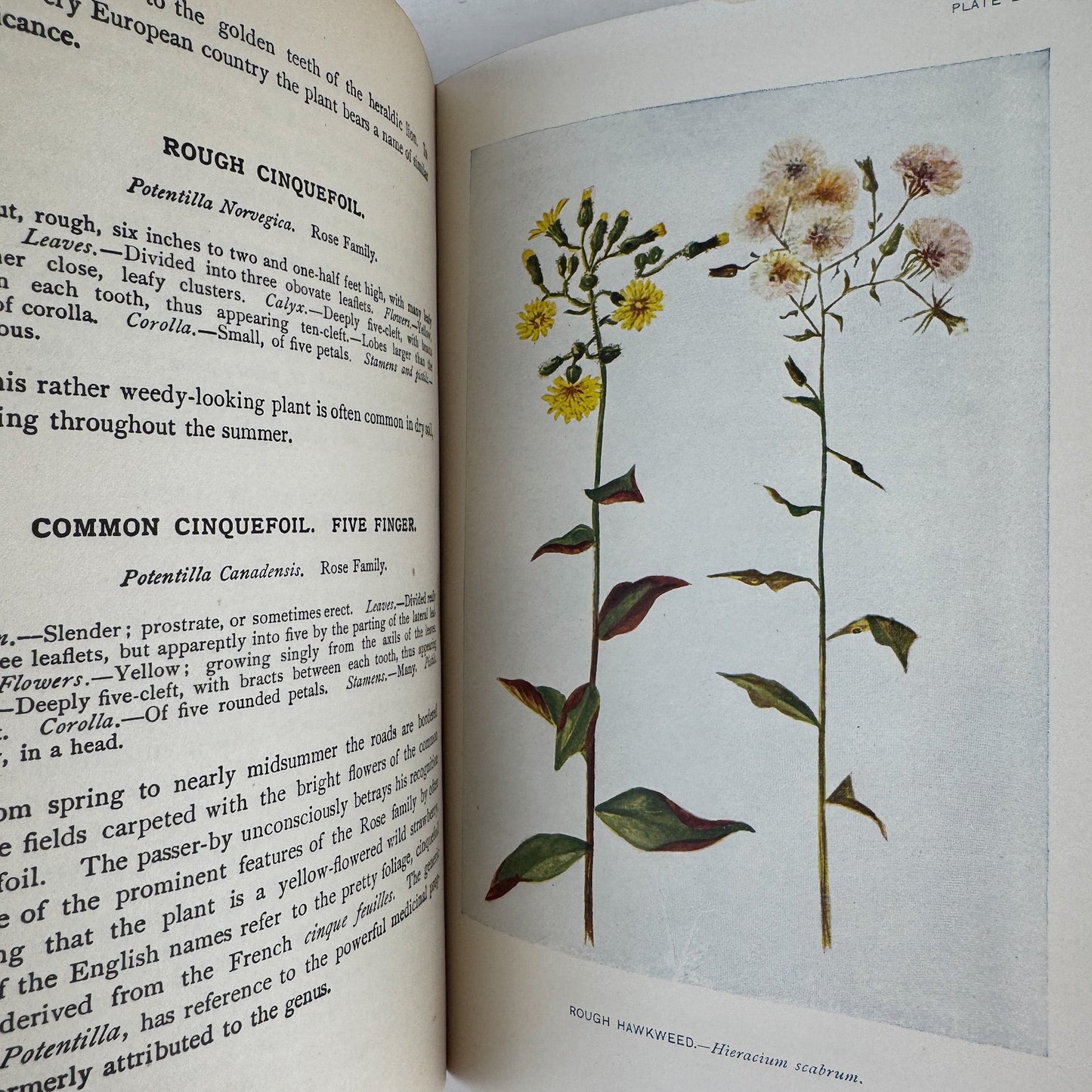 How To Know The Wild Flowers, Mrs. William Starr Dana, 1910, Illustrated - Pretty Old Books
