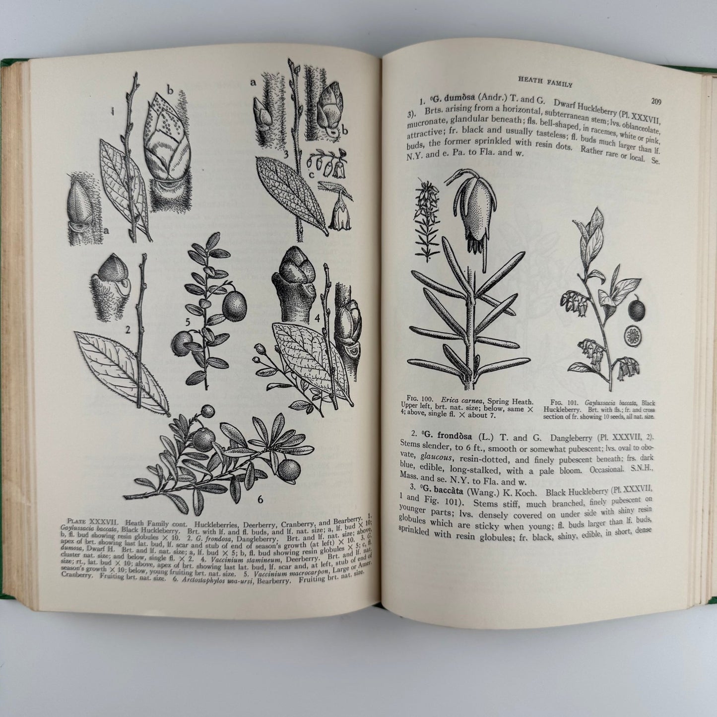 Illustrated Guide to Trees and Shrubs, Northeastern US, 1956 Hardcover - Pretty Old Books