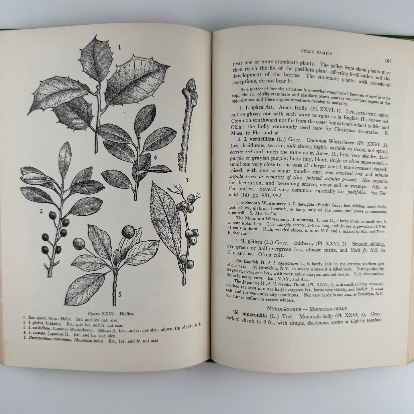 Illustrated Guide to Trees and Shrubs, Northeastern US, 1956 Hardcover - Pretty Old Books