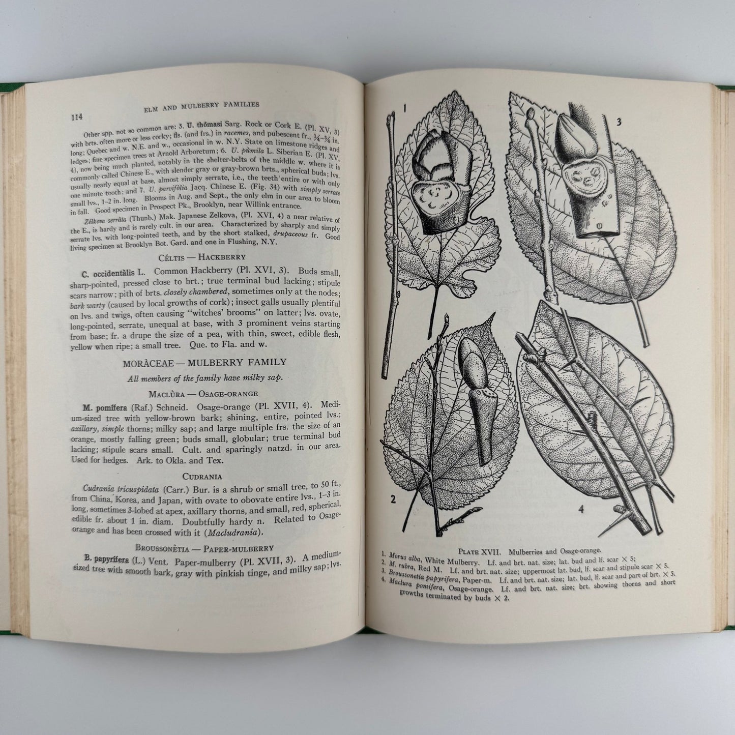 Illustrated Guide to Trees and Shrubs, Northeastern US, 1956 Hardcover - Pretty Old Books