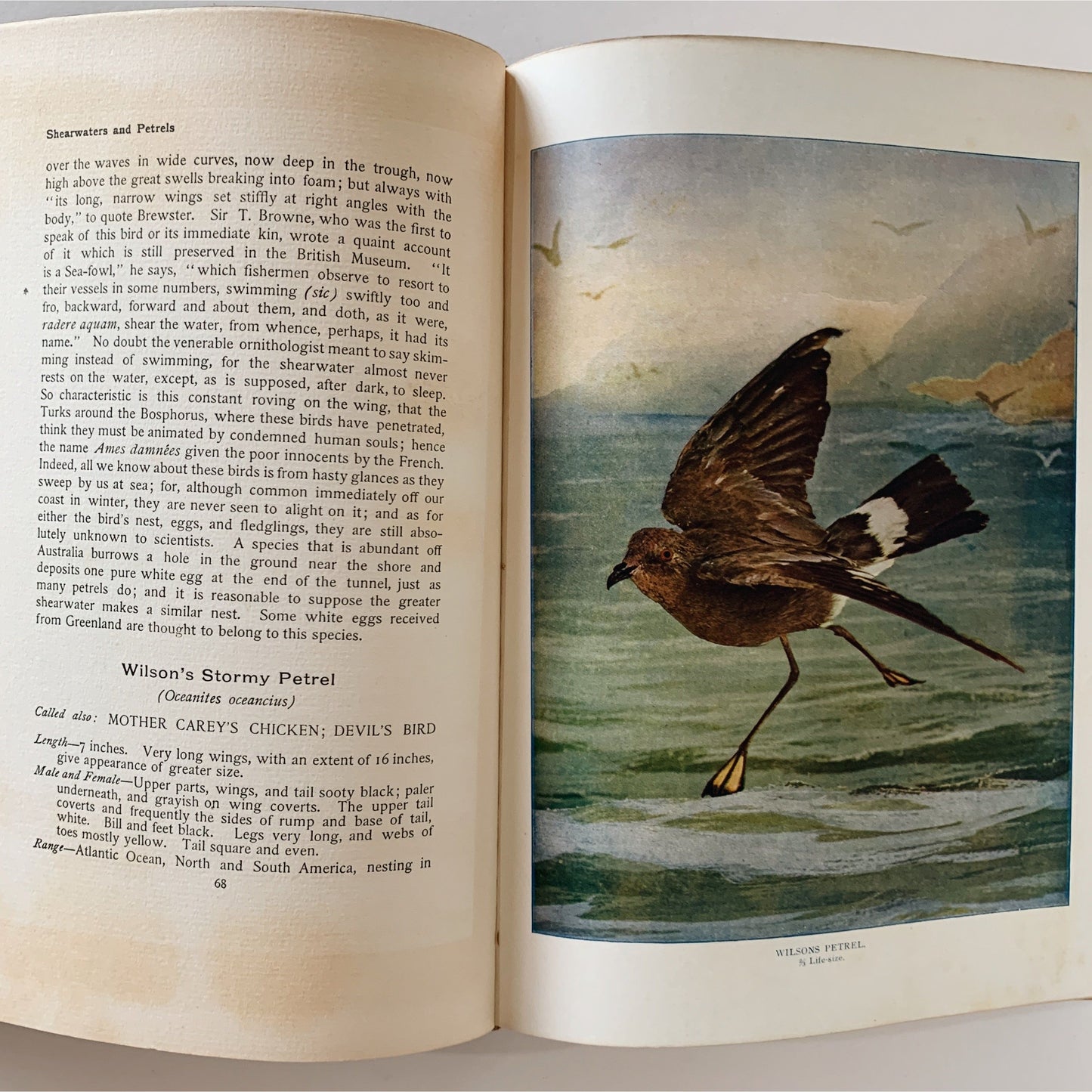 The Nature Library - Game Birds - 1908 - Neltje Blanchan - Hardcover