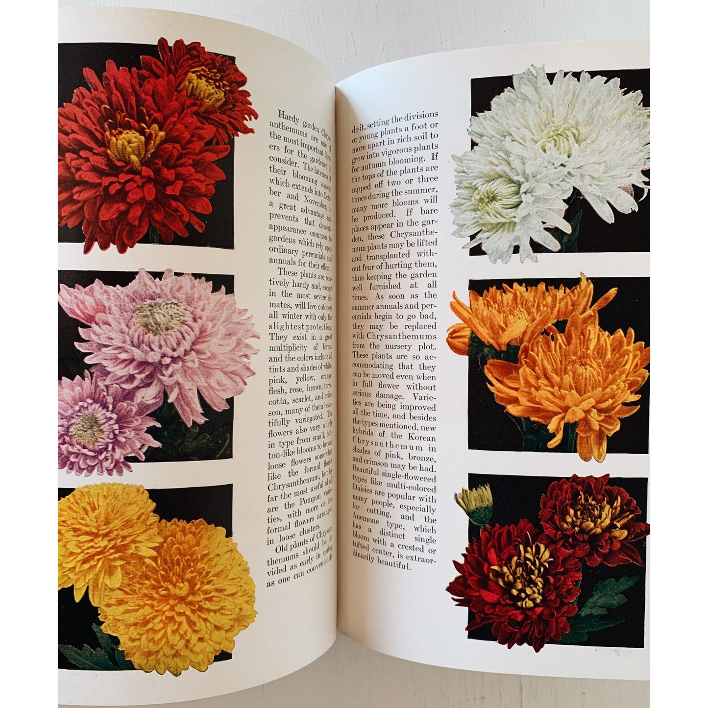 Garden Flowers in Color, 1939, G.A. Stevens, Botanical Illustrations