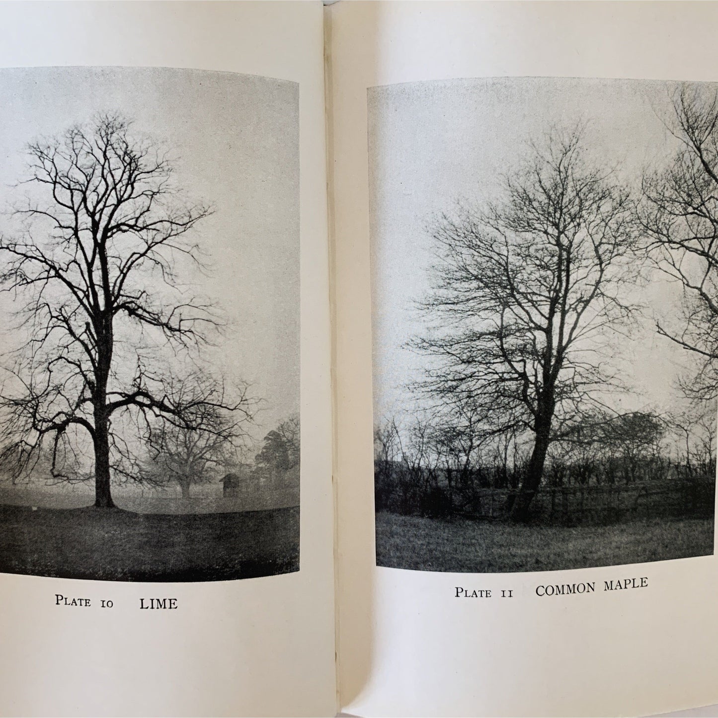 Dictionary of Wayside Trees, 1942, A.W. Holbrook, 2nd edition