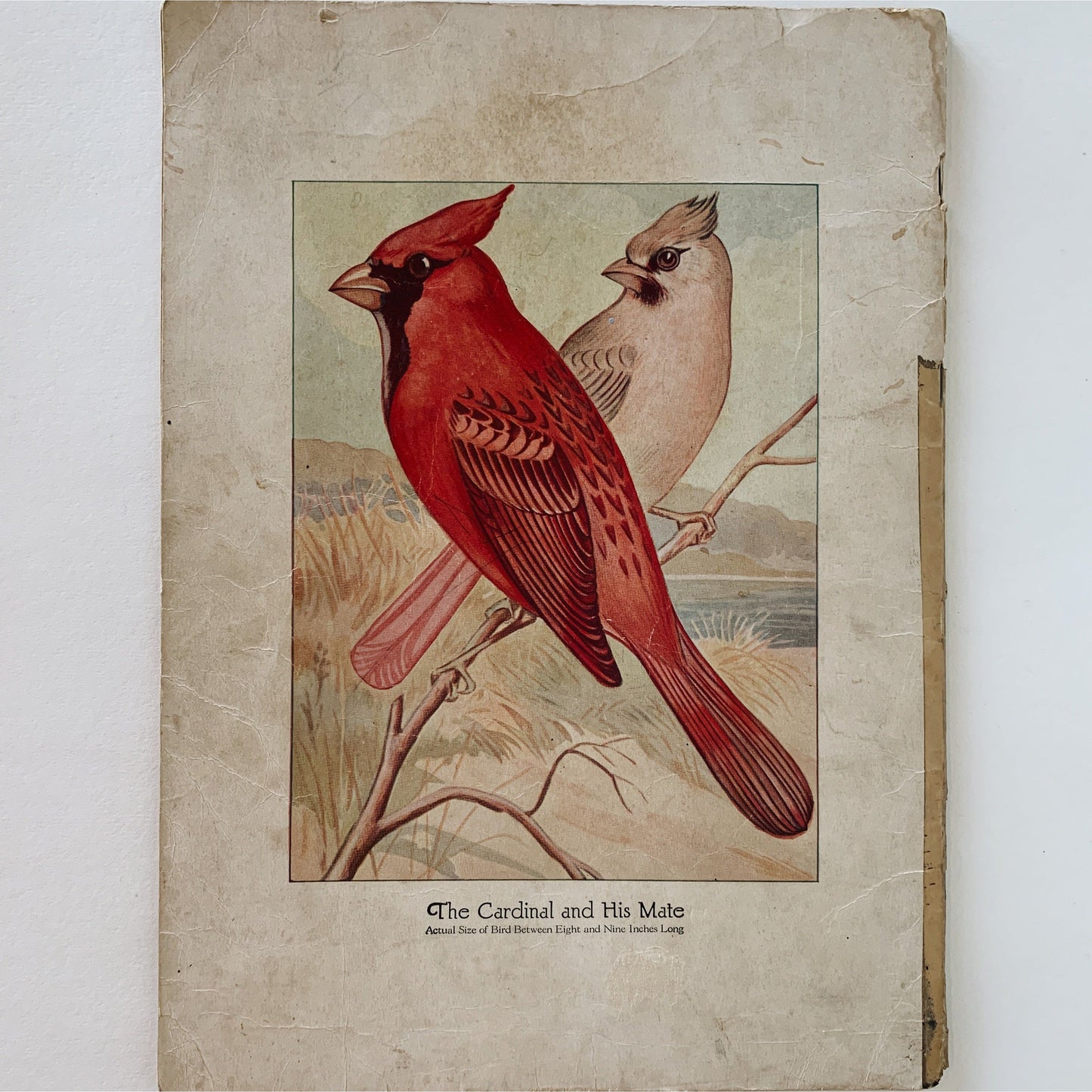 Birds We Know, Ray Gleason, 1928, Illustrated Soft Cover Oversized Book