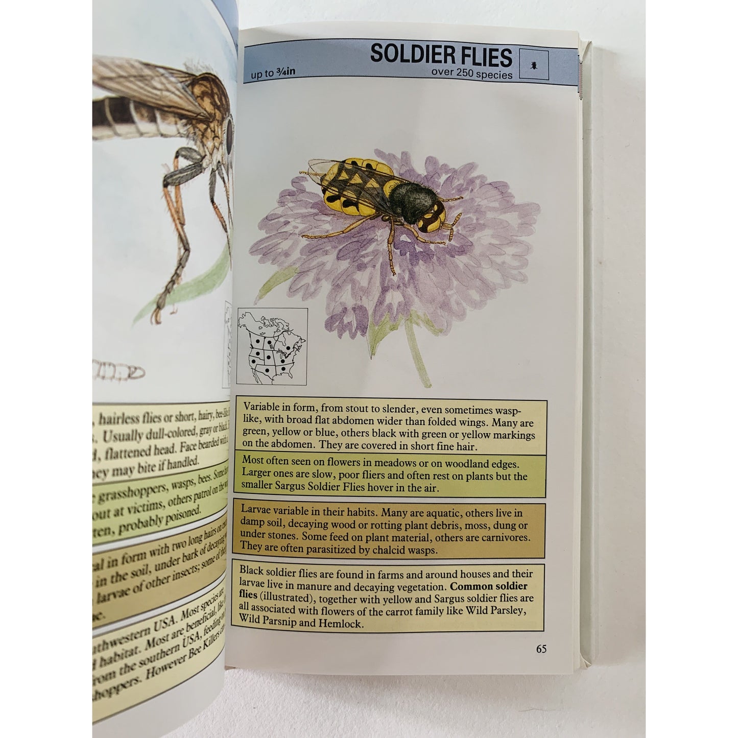 An Instant Guide to Insects, 1999, Hardcover Field Guide