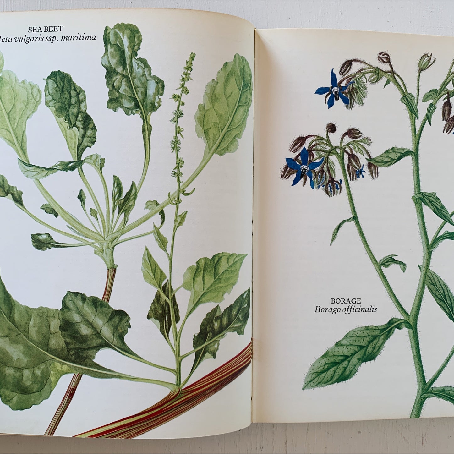 All Good Things Around Us, A Cookbook and Guide to Wild Plants and Herbs, 1980