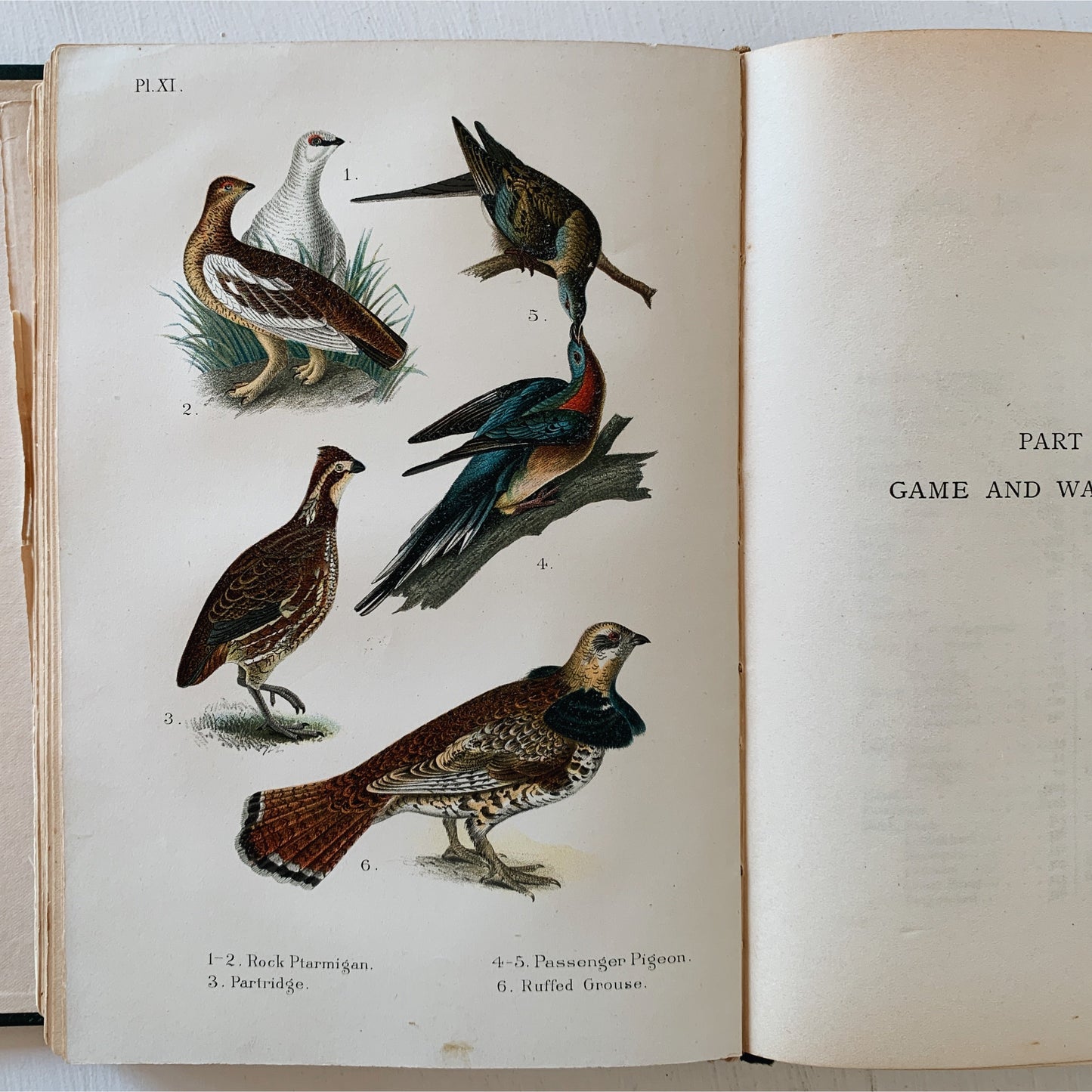 Birds of the United States and Canada, 1903, Thomas Nuttall, Illustrated