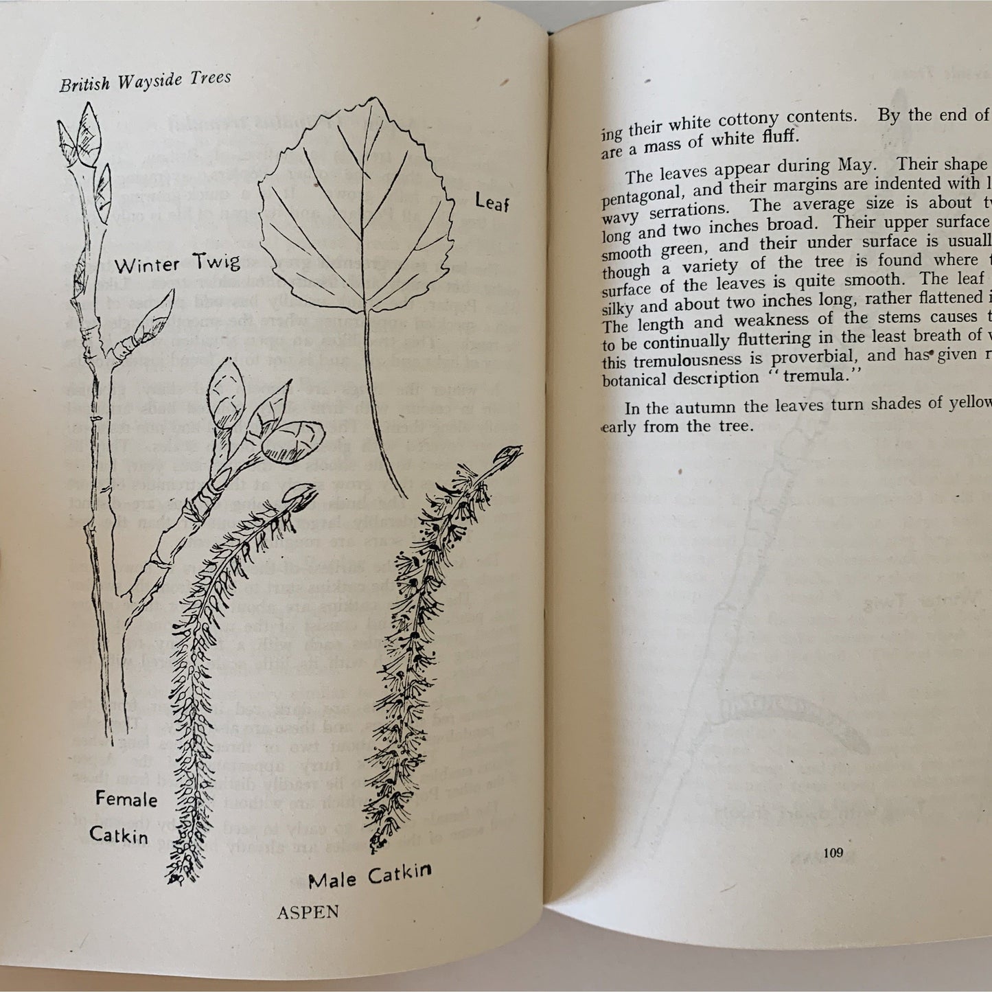 Dictionary of Wayside Trees, 1942, A.W. Holbrook, 2nd edition